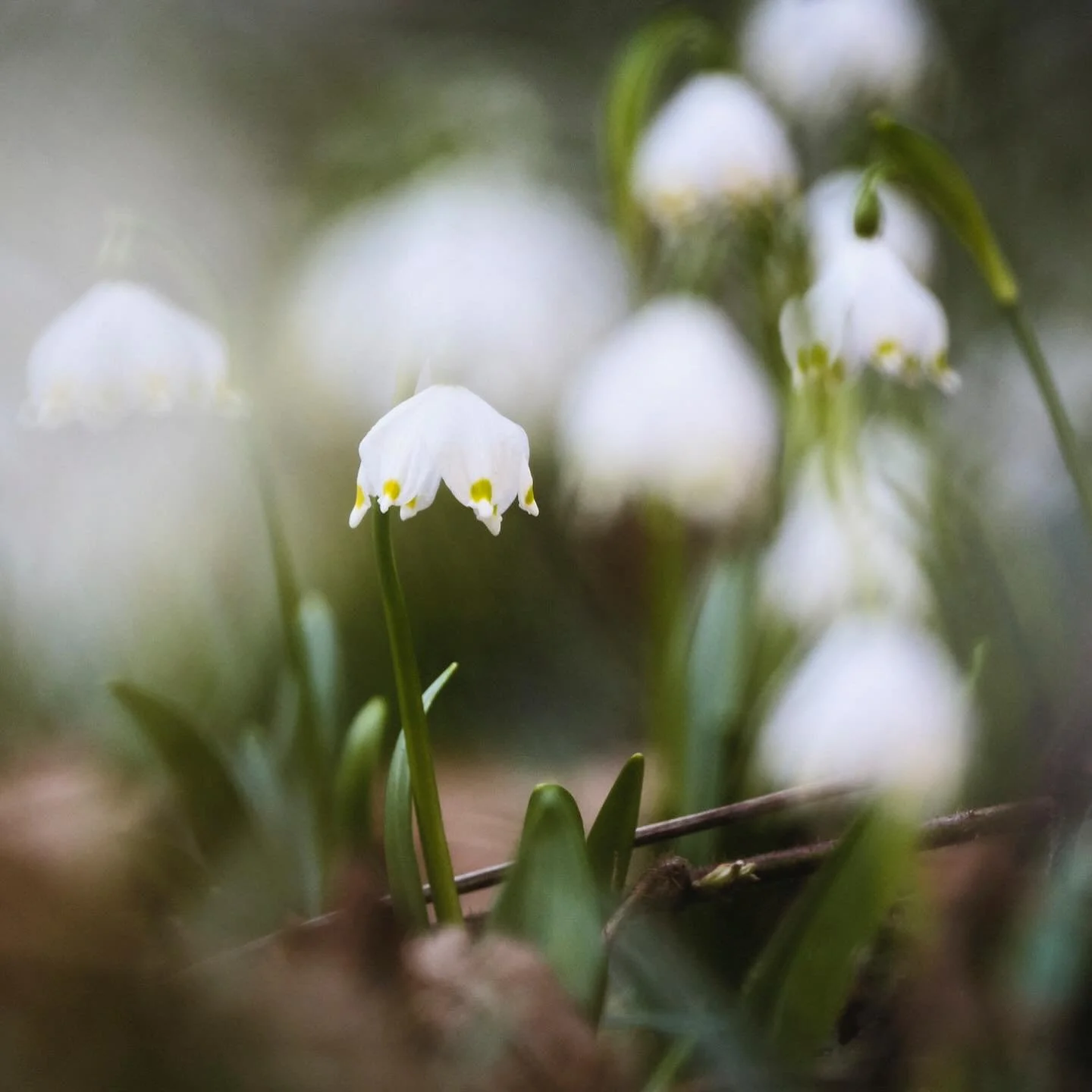 Ein Meer von Fr&uuml;hlingsknotenblumen. 
Ein Meer von Fr&uuml;hling. 
Ein Meer von Zufriedenheit.
Ein Meer von Zuversicht.

#&ouml;tscherliebe #naturephotography #fujifilmxh2s #fujinon150600