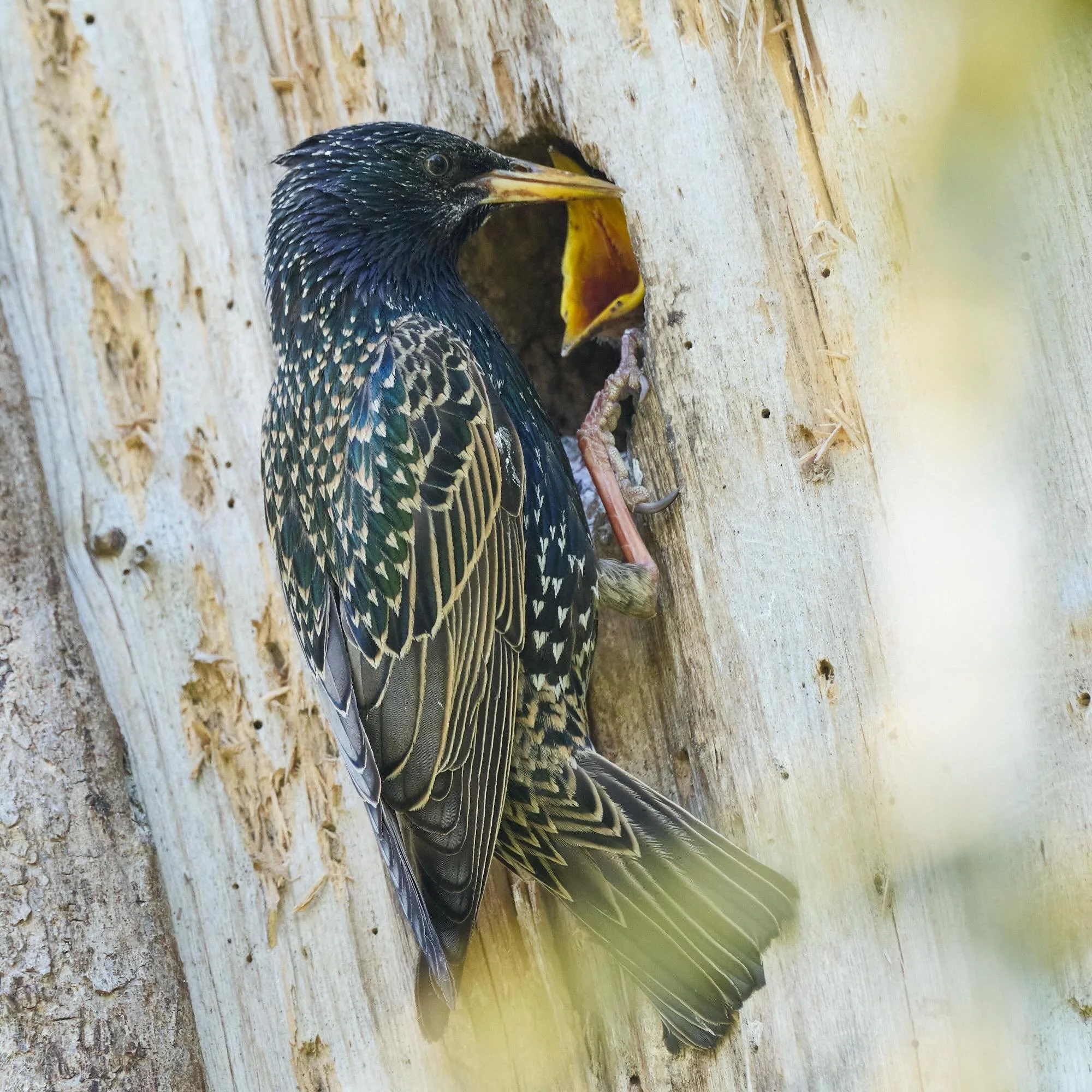 Ist es nicht ein Wunder, welch bezaubernde Gesch&ouml;pfe die Natur kreiert?

#birding #vogelfotografie #star