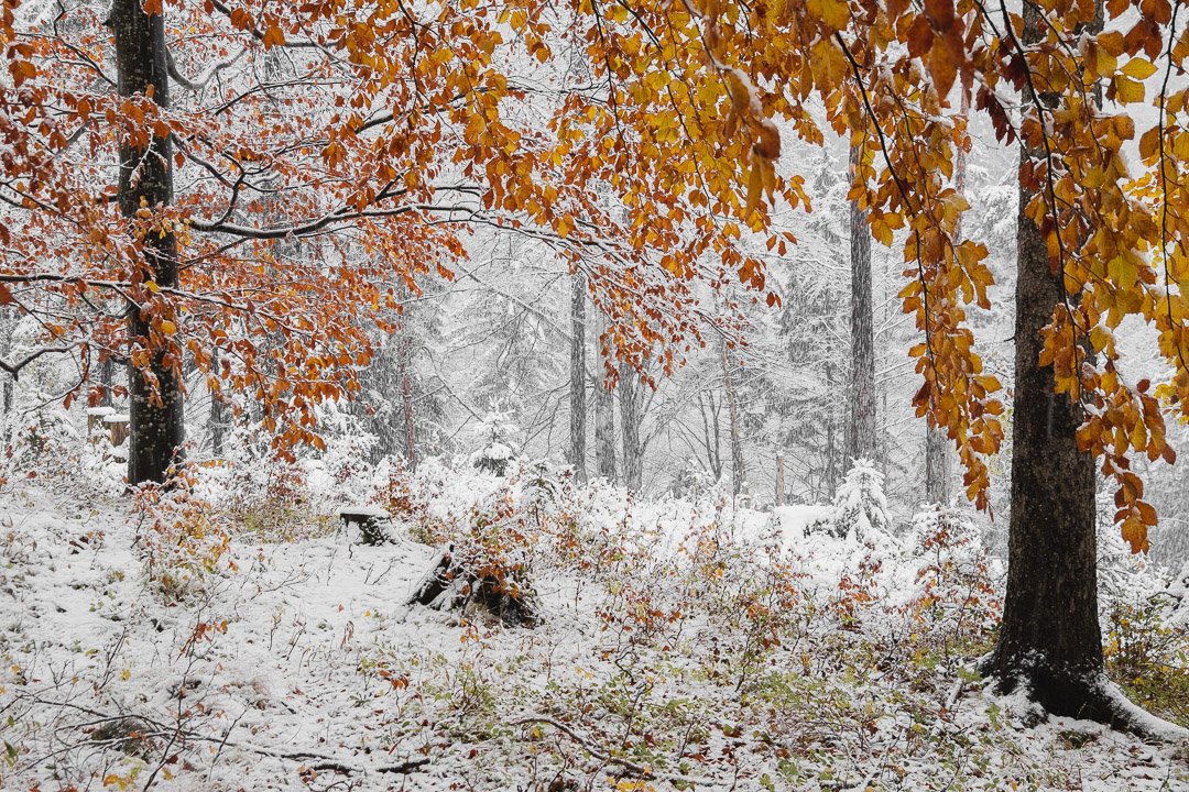 Orange Leaves