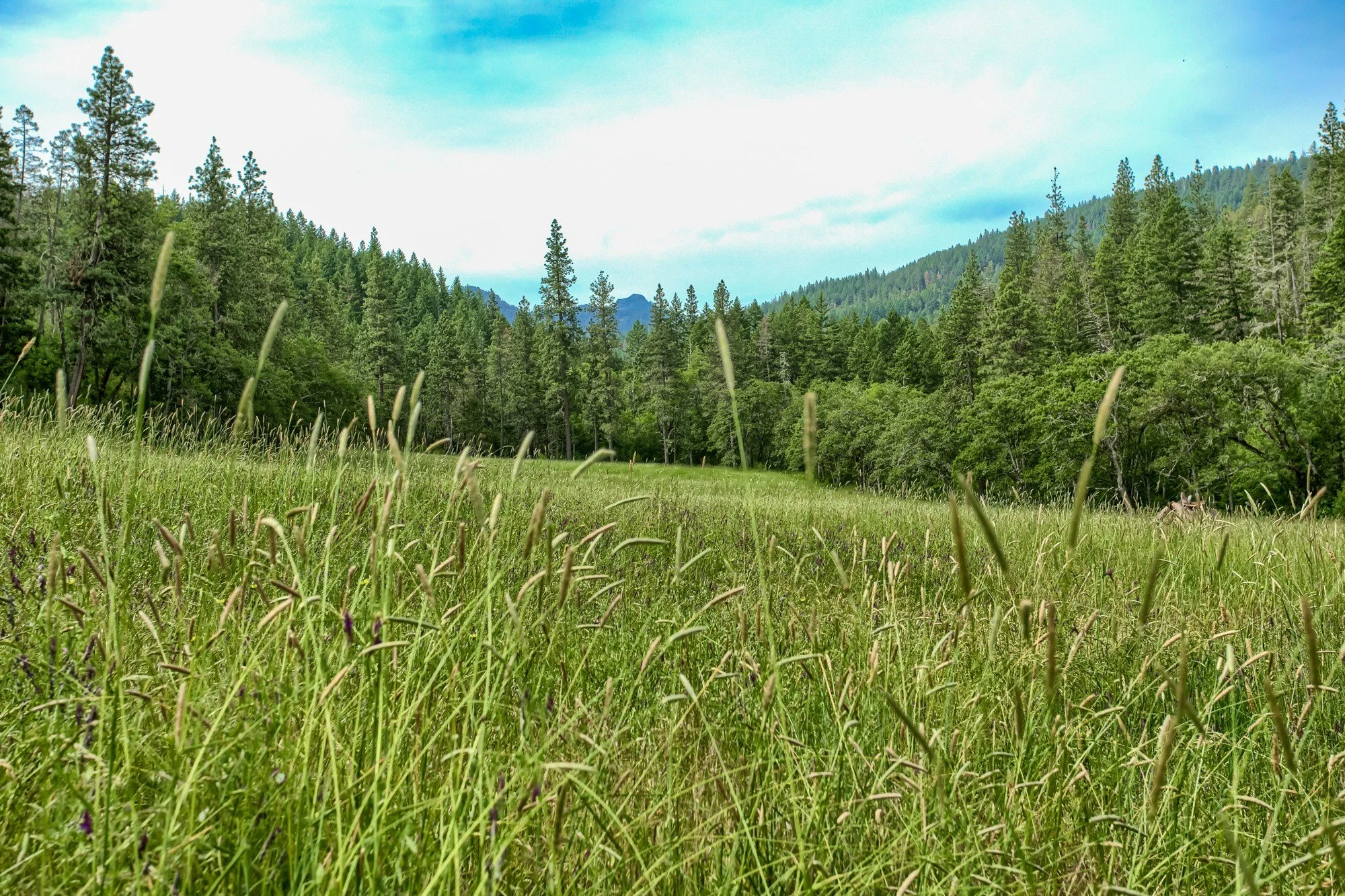 Buckhorn meadow.jpg