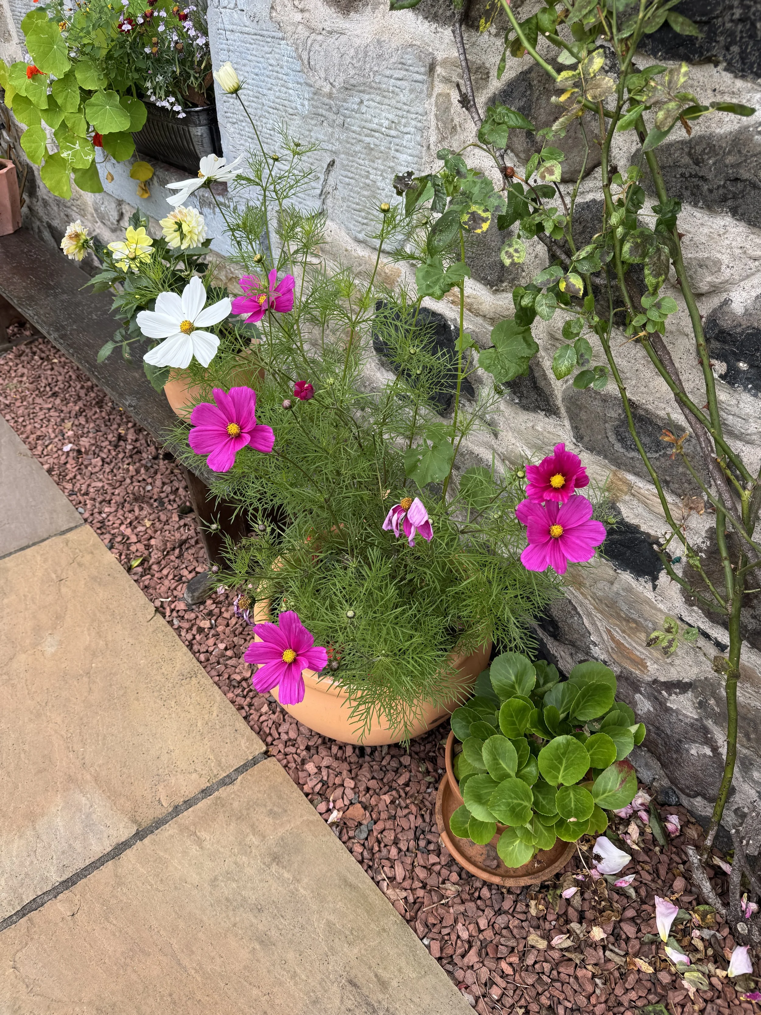 IMG_0519.jpeg