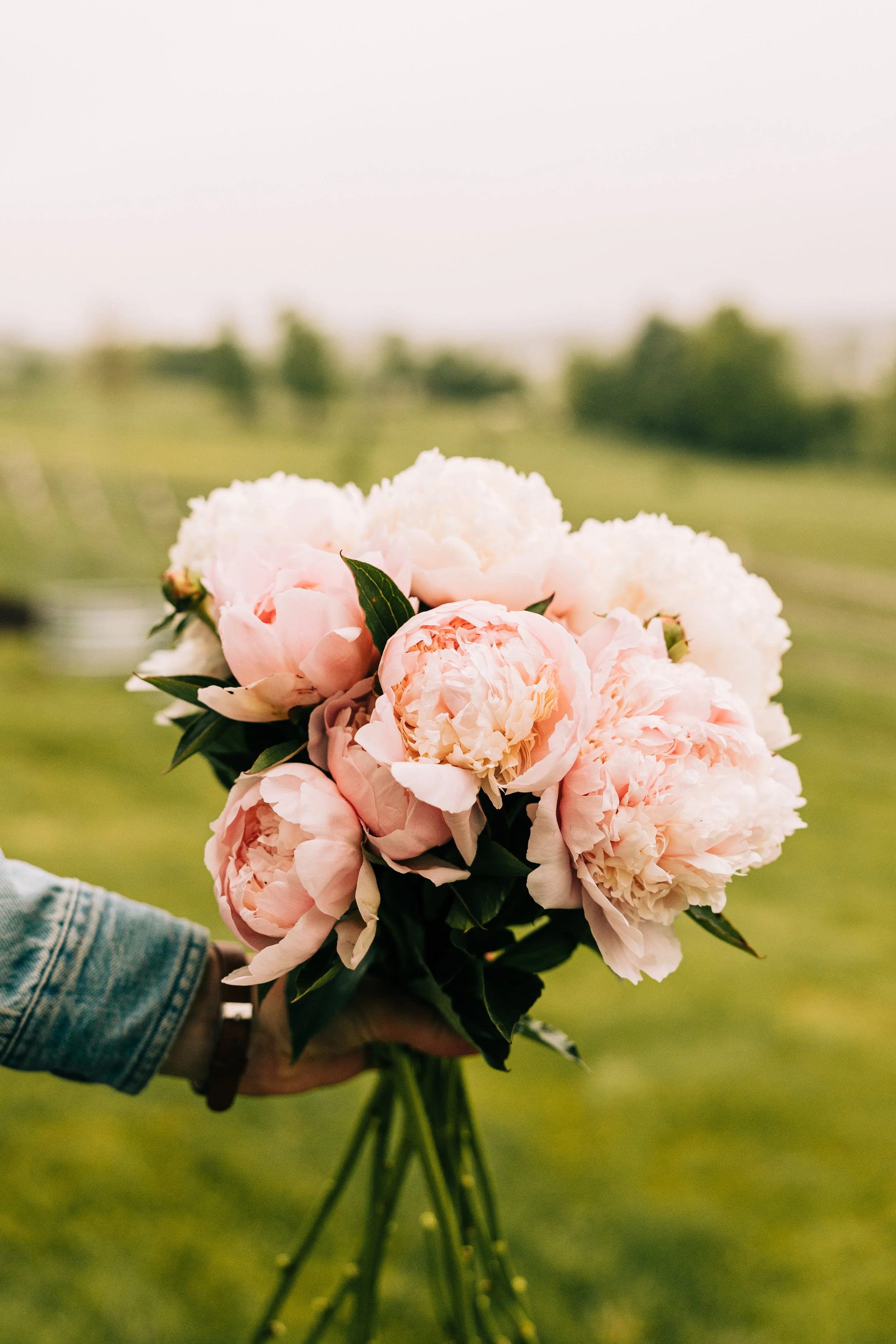 Person holding a bouquet of pink and white peonies outdoors with greenery in the background.