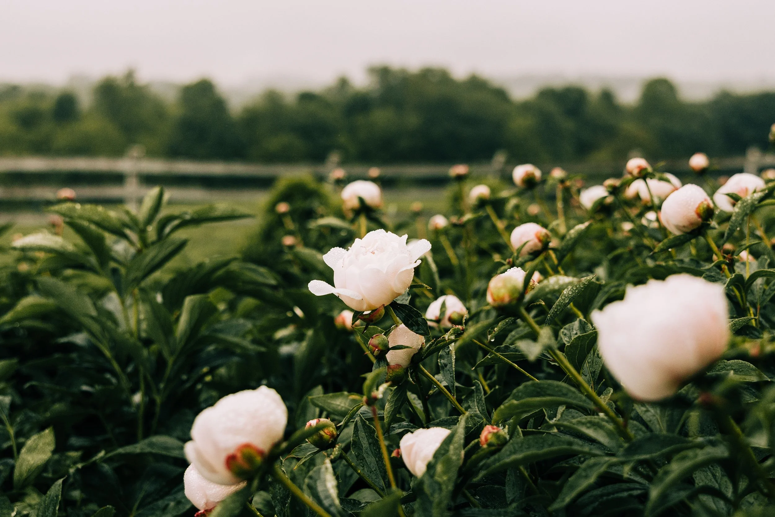 Close-up of blooming white peony flowers with dew drops in a garden with green foliage and trees in the background.