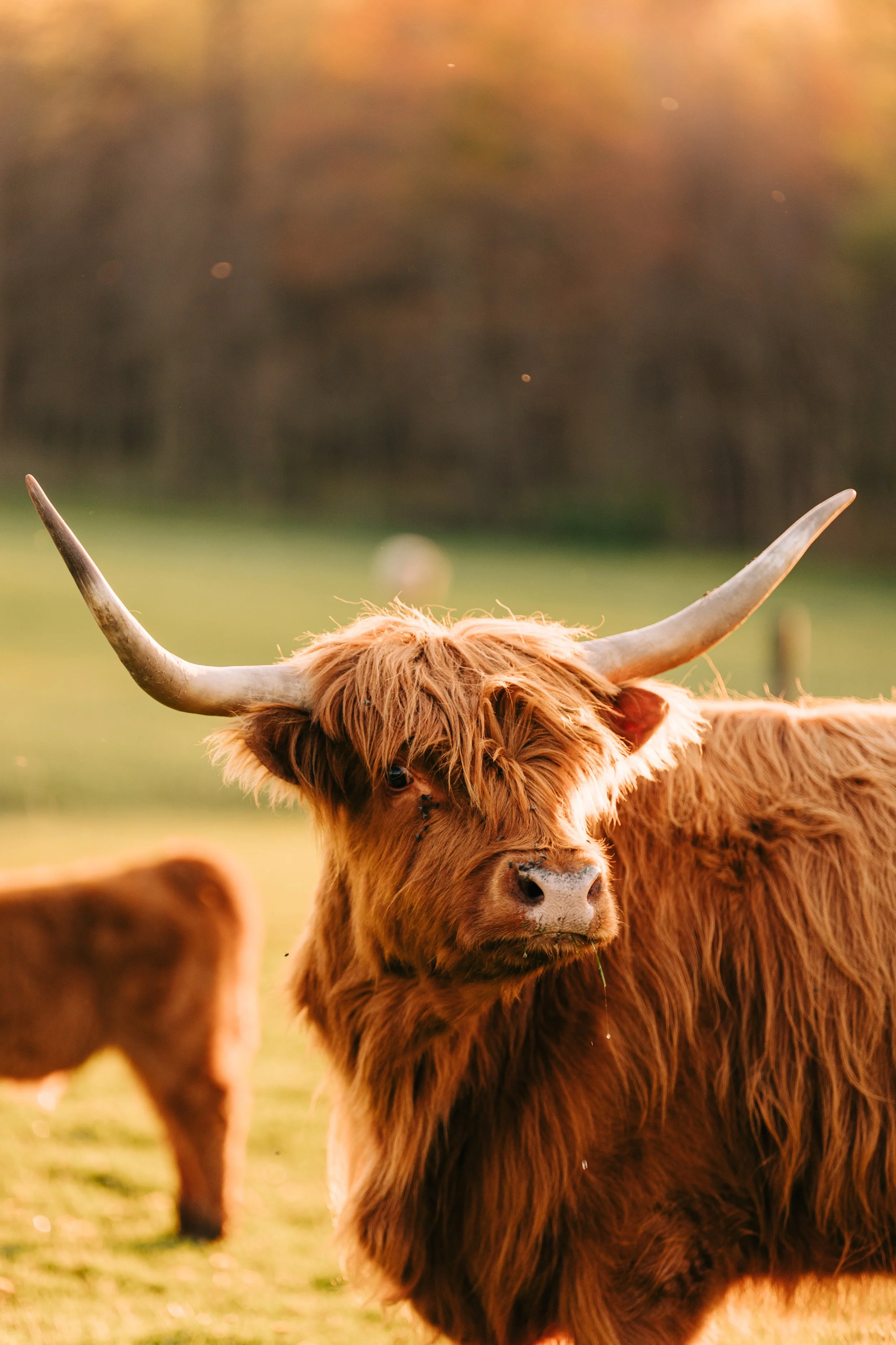 A Highland cow with long horns and shaggy brown fur standing in a field during sunset.