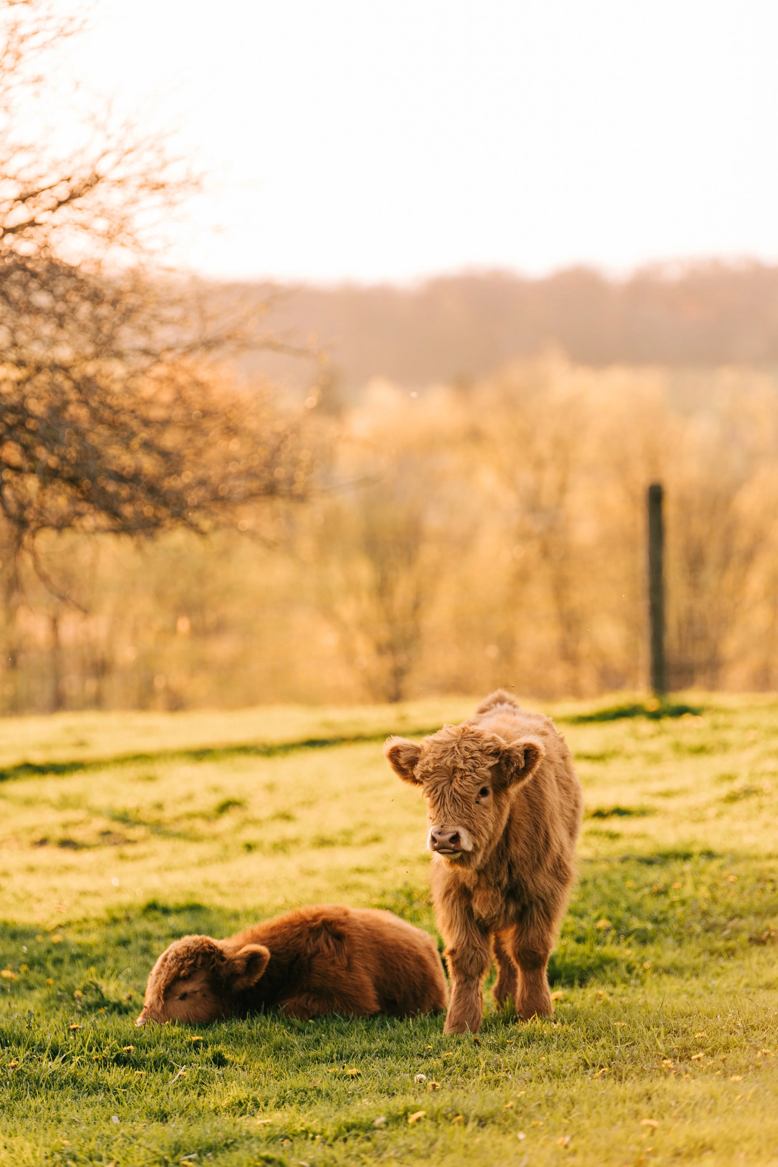 Two baby bison calves on a grassy field during sunset, one lying down and the other standing, with a blurred background of trees and a fence.
