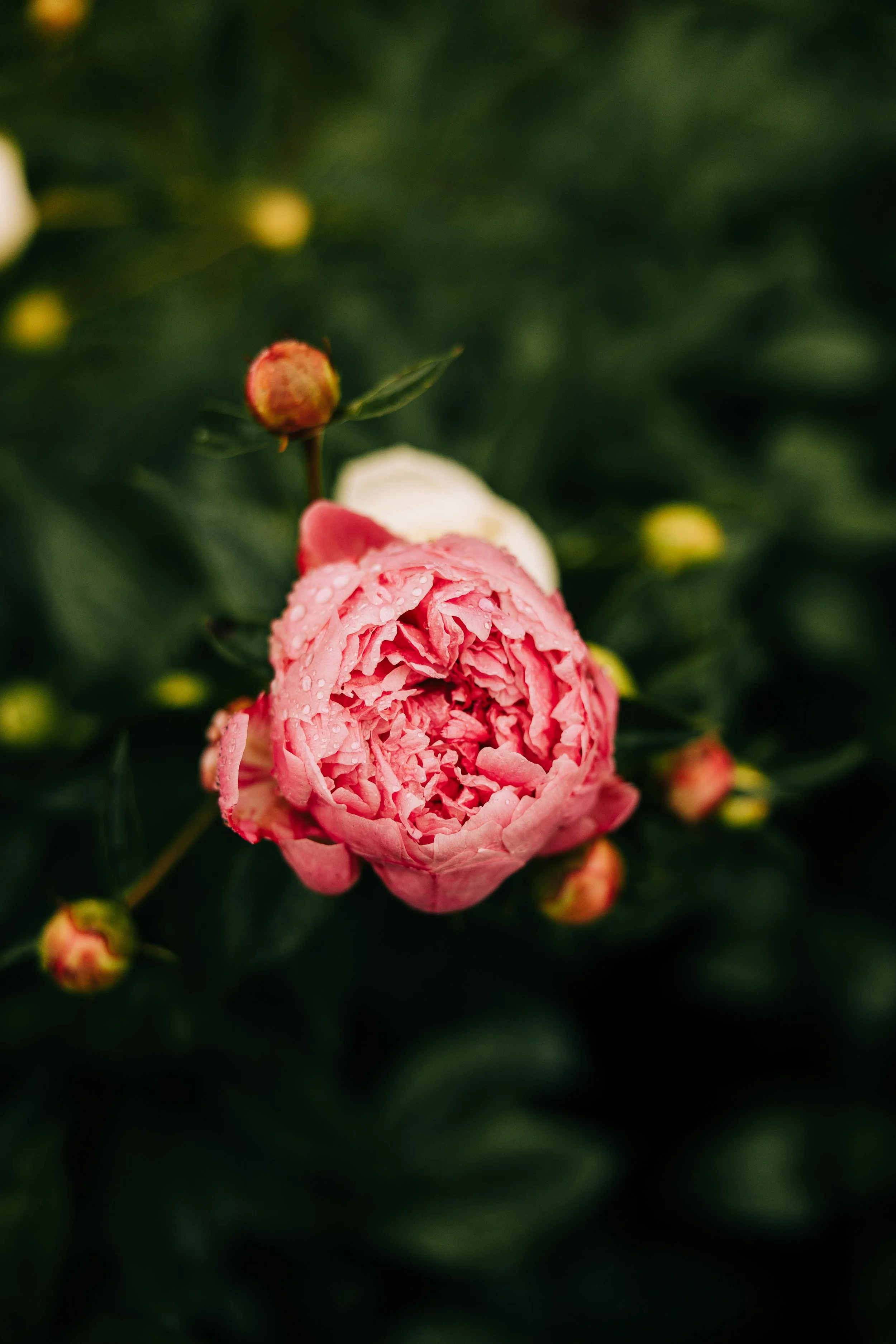 Close-up of a pink peony flower with water droplets against dark green foliage.