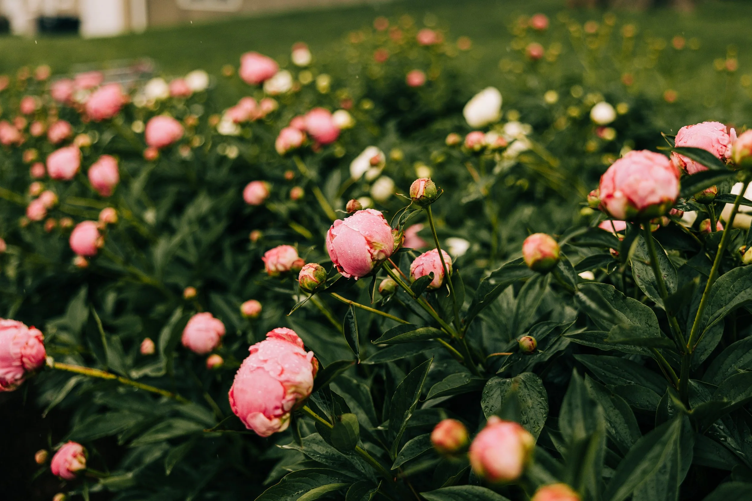 Pink peony flowers with dewdrops on petals in a garden setting