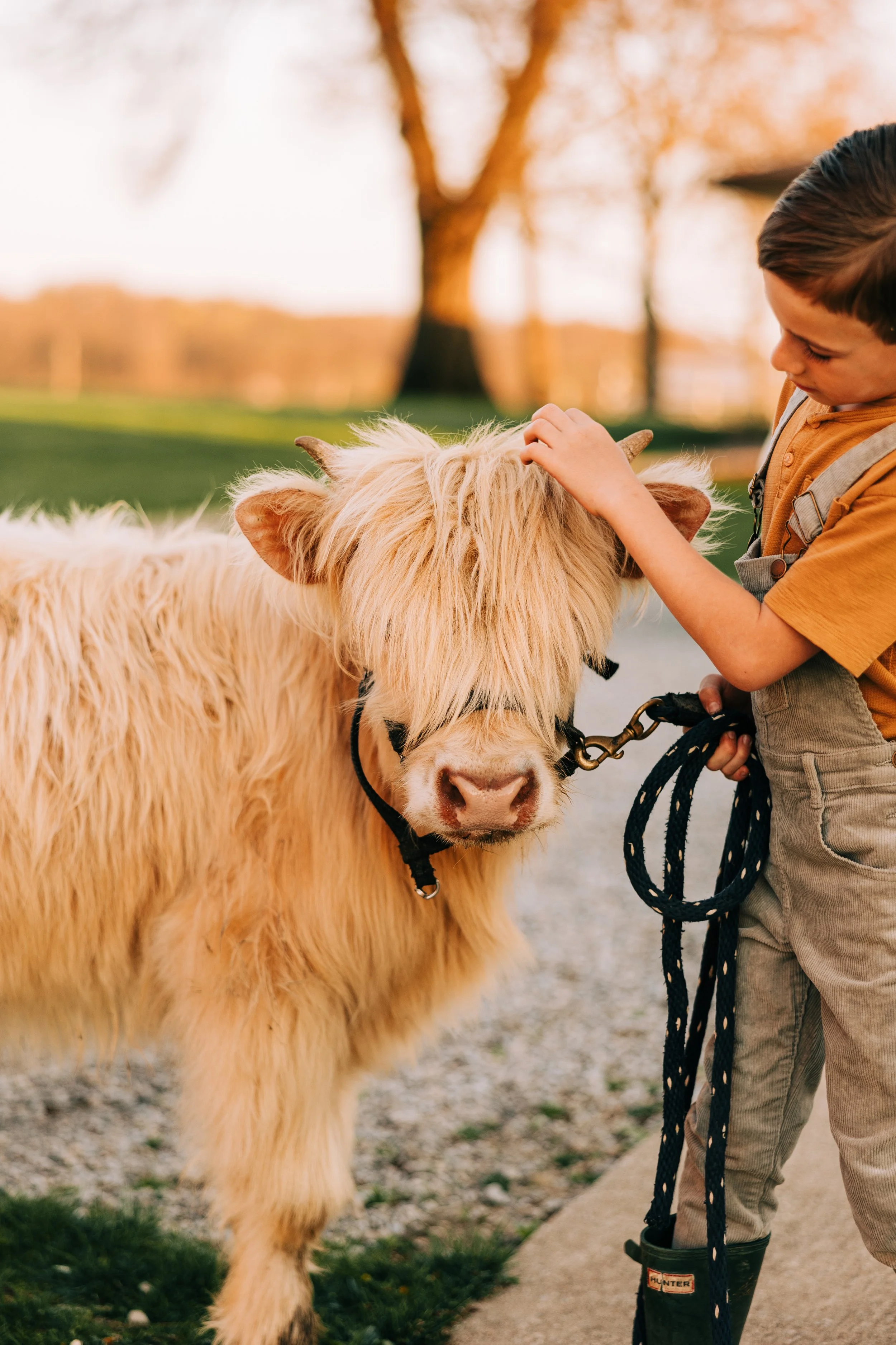 A young boy petting a cream-colored Highland cow outdoors during sunset, with a tree and open field in the background.