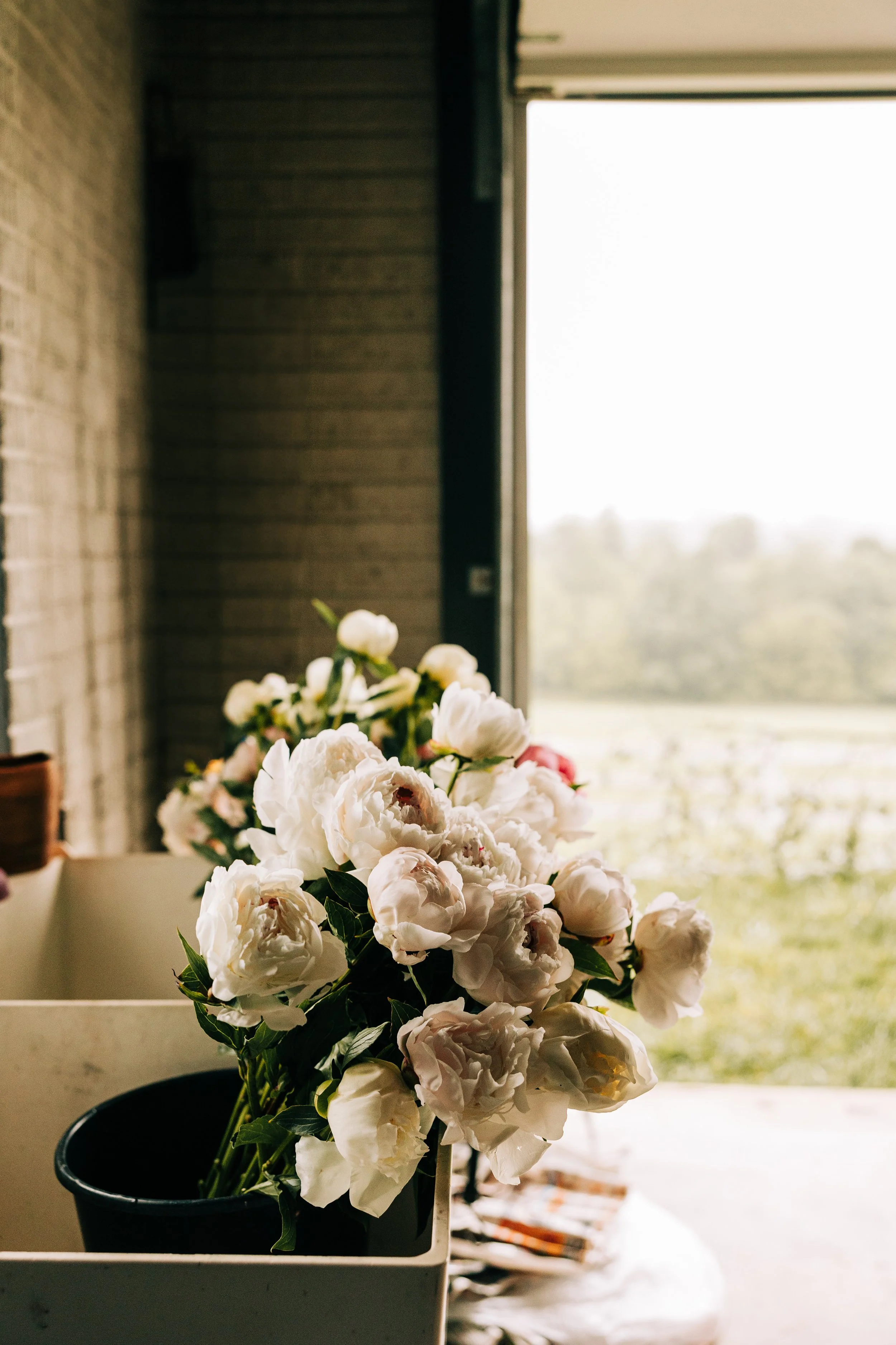 White peony flowers in a black pot on a table near a window with an outdoor view.