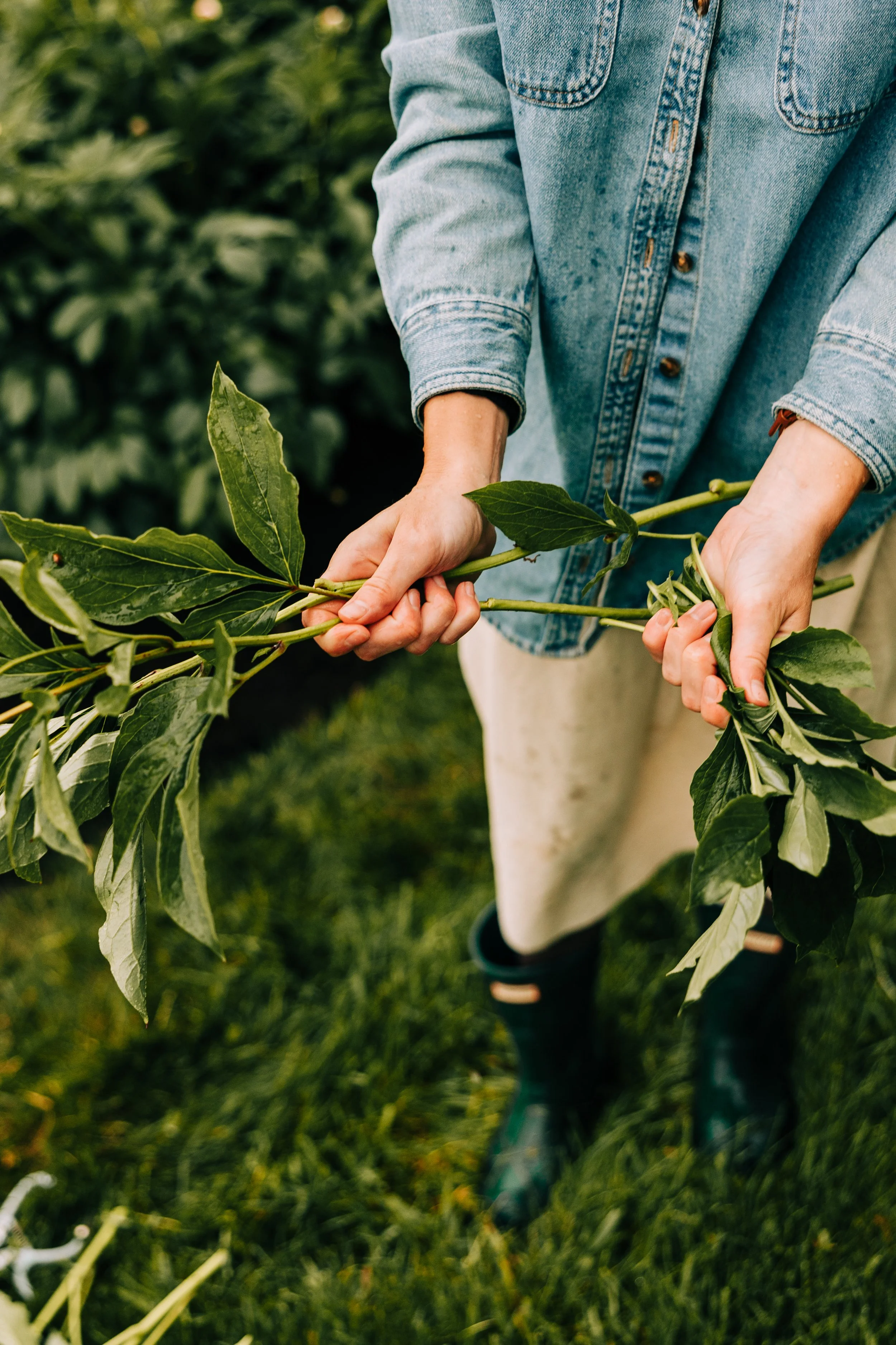 Person harvesting a leafy green plant in a garden while wearing a denim jacket, beige pants, and boots.