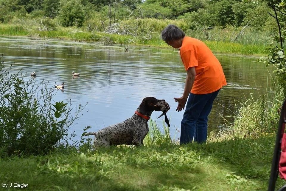 Person in orange shirt training a dog by a lake with ducks