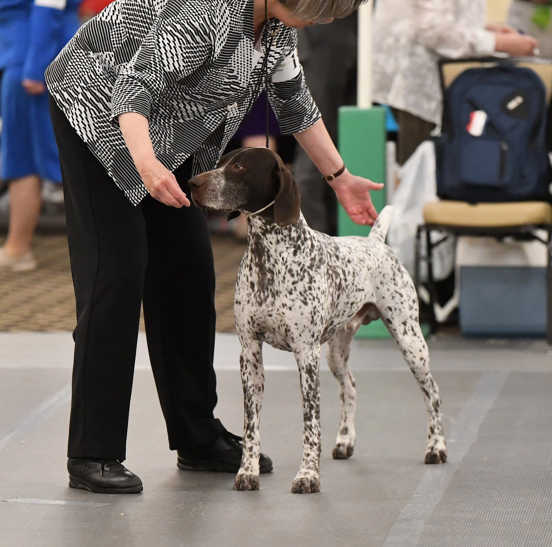 Dog being handled at a dog show