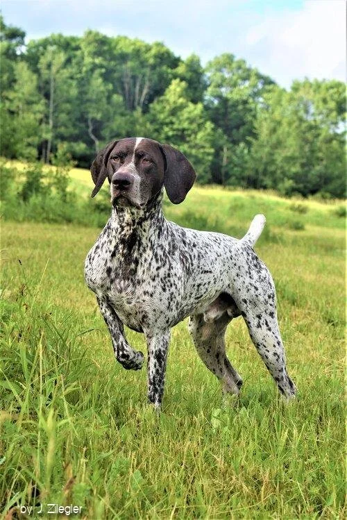 German Shorthaired Pointer standing in a grassy field with trees in the background.
