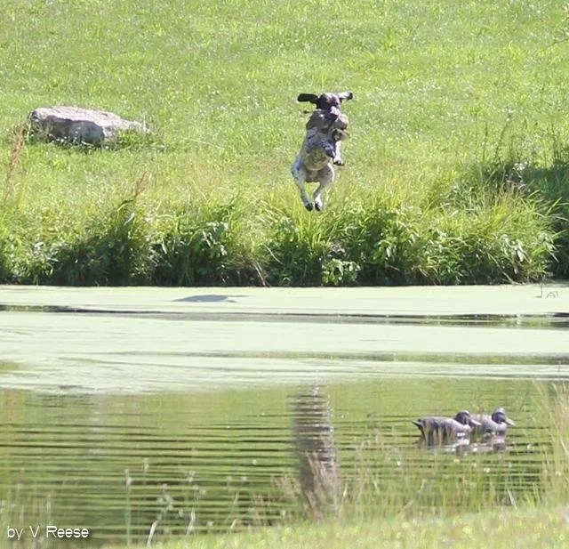 Dog jumping in field near pond with ducks swimming.