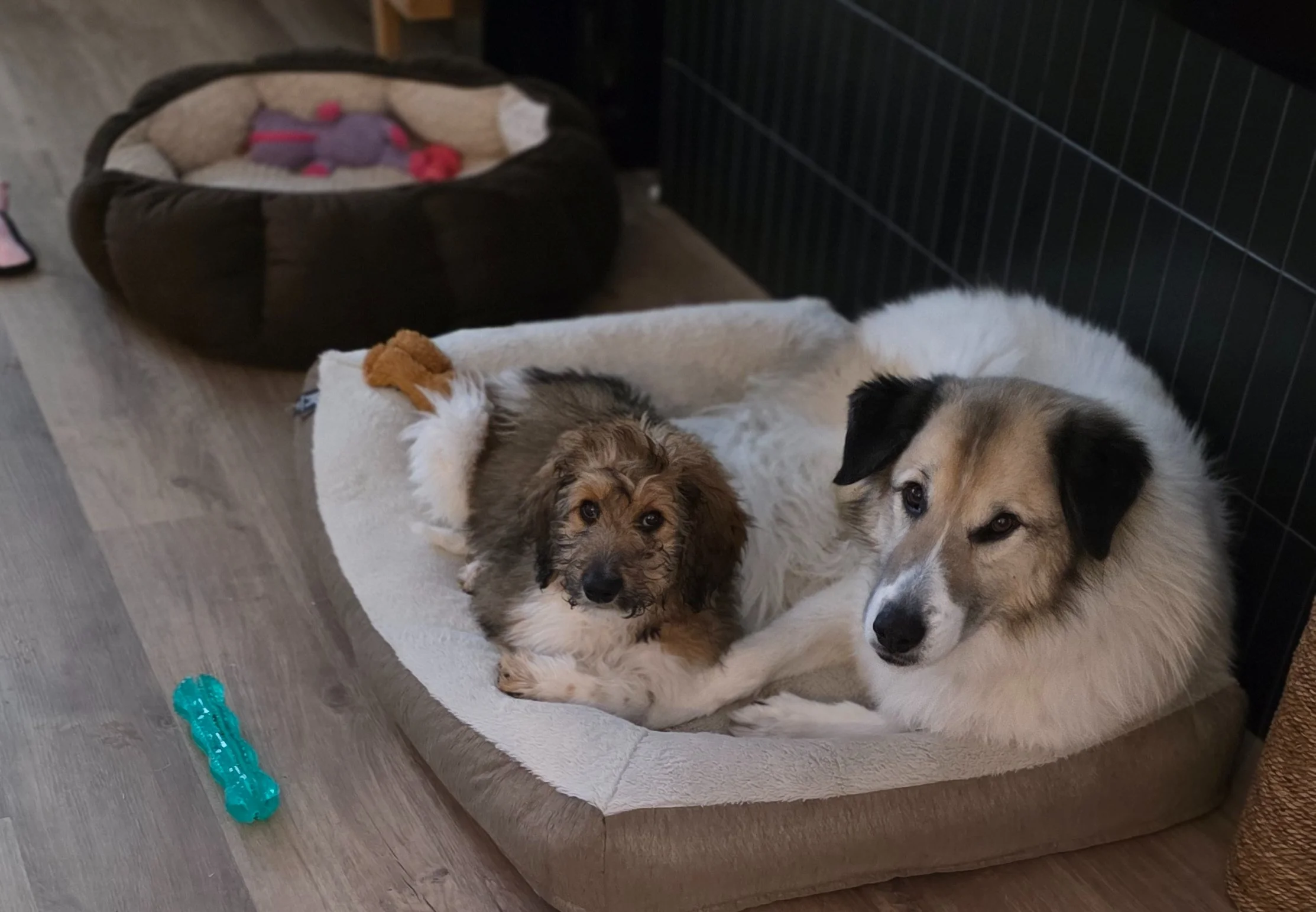 Two exhausted dogs resting together on dog bed after playing in snow