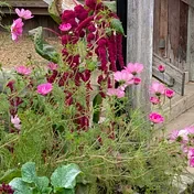 A Time for Purim, A Time for Hannukah