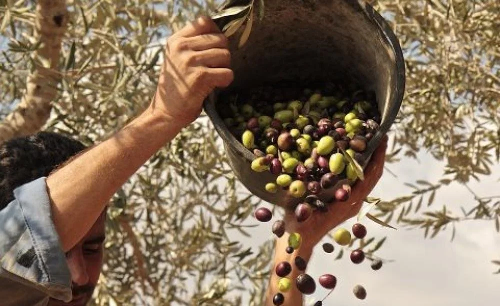 Olives and Oil: Between Redemption and Violence
