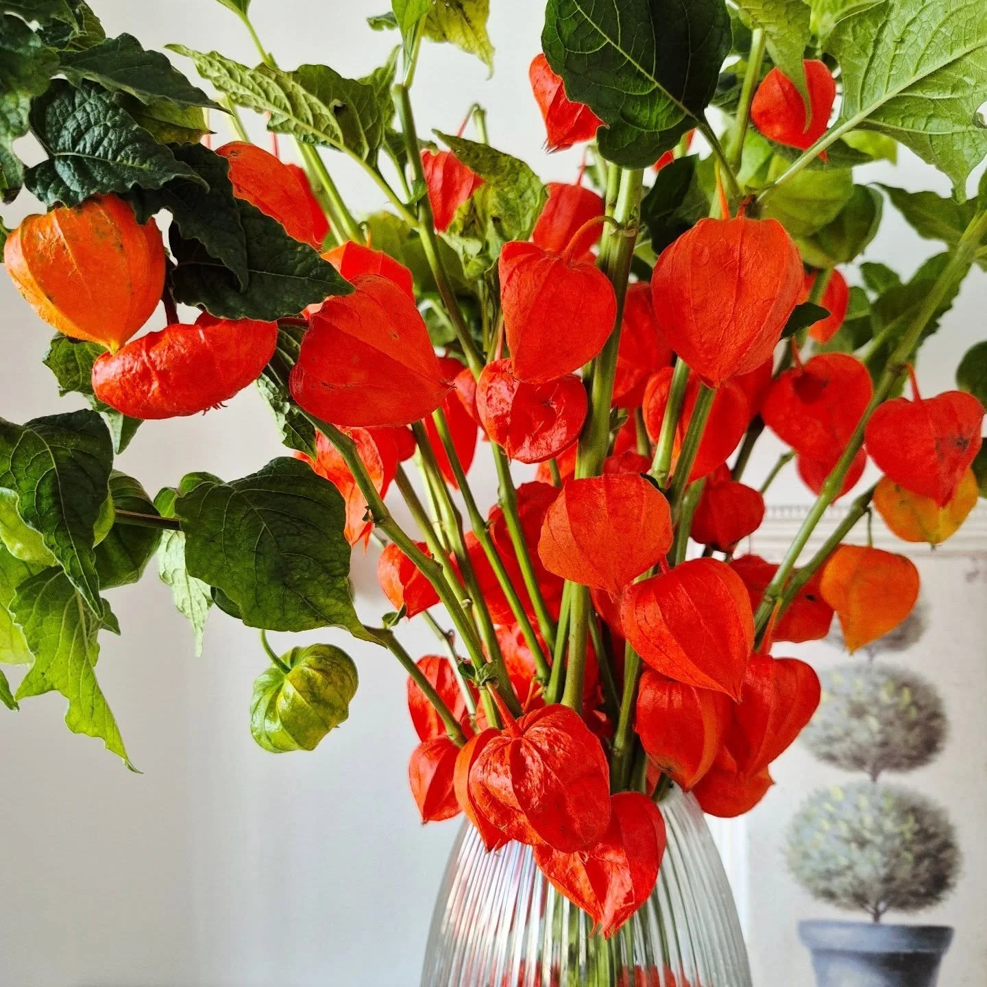 🧡 La Lanterne Magique de l'Automne 🧡
Découvrez notre coup de cœur du moment chez Violette et Abricot : le bouquet de physalis ! Ces "amours en cage" apportent une explosion de couleurs et une touche de poésie à