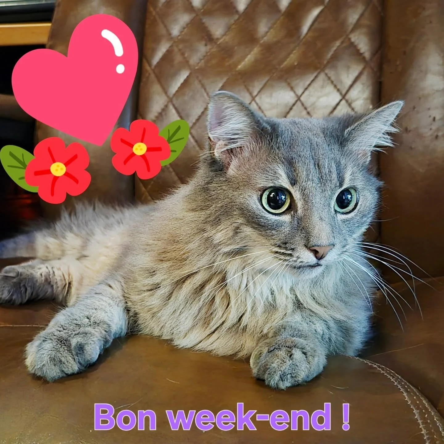 ✨ Mignonnerie de Gribouille pour vous souhaiter un tr&egrave;s bon week-end ! ✨

Notre sp&eacute;cialiste de la d&eacute;tente et du confort vous fait les yeux doux depuis son fauteuil douillet. Ces grands yeux sont votre garantie d'une pause bien m&