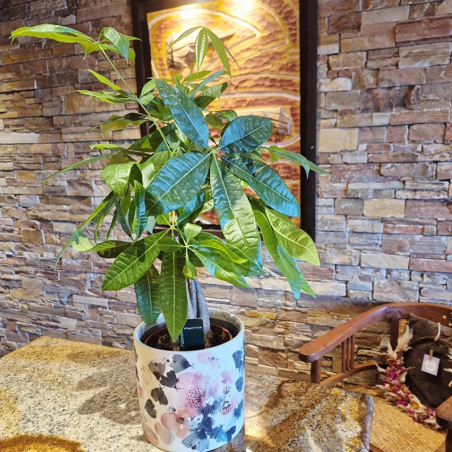 🌿 Le Pachica Aquatica ✨ La touche de chance et d'&eacute;l&eacute;gance qu'il vous faut ! ✨

D&eacute;couvrez notre magnifique Pachira Aquatica, l'incontournable Arbre &agrave; Monnaie, pr&eacute;sent&eacute; dans un sublime cache-pot aux motifs fle