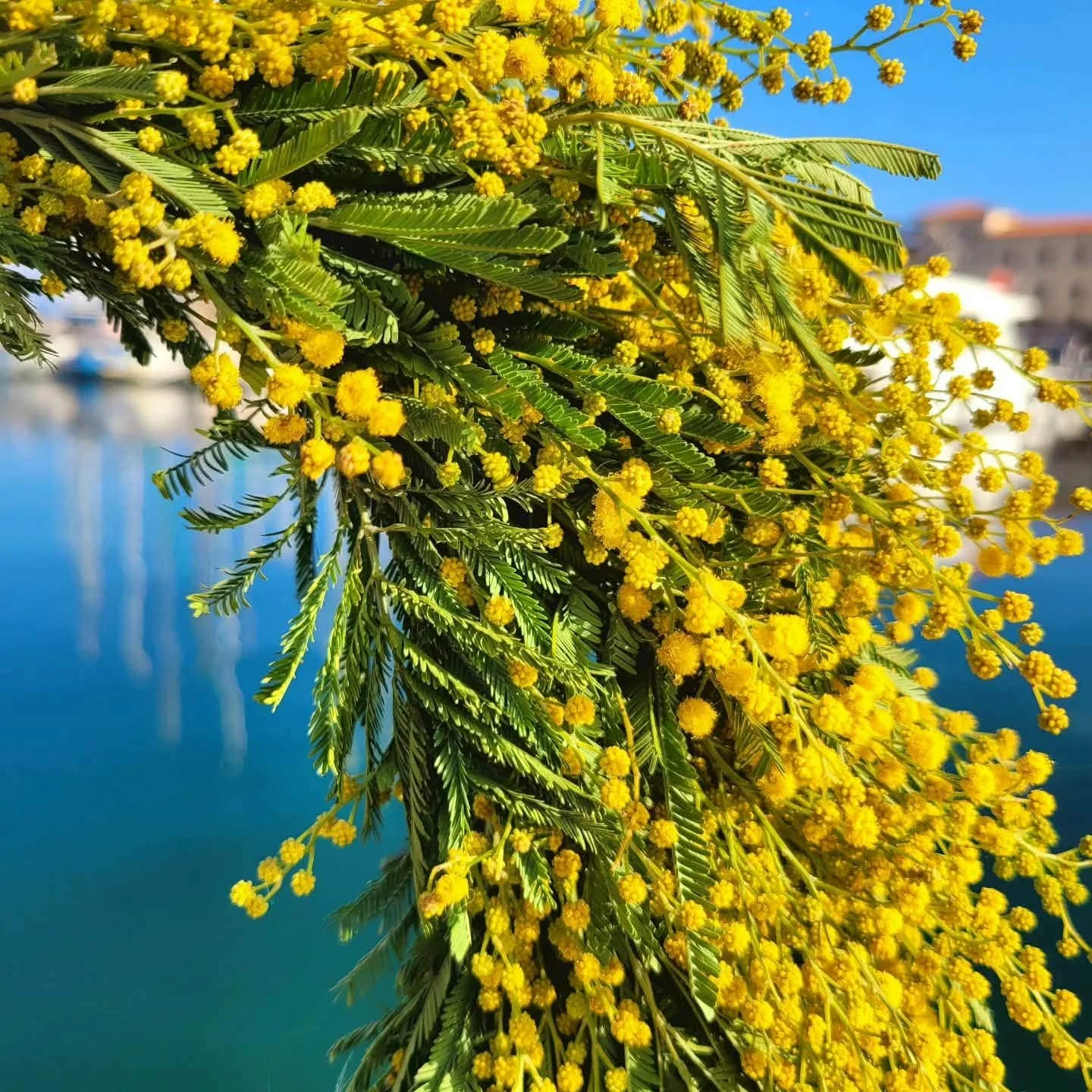 Le Mimosa : Un rayon de soleil au cœur de l’hiver ☀️🌿