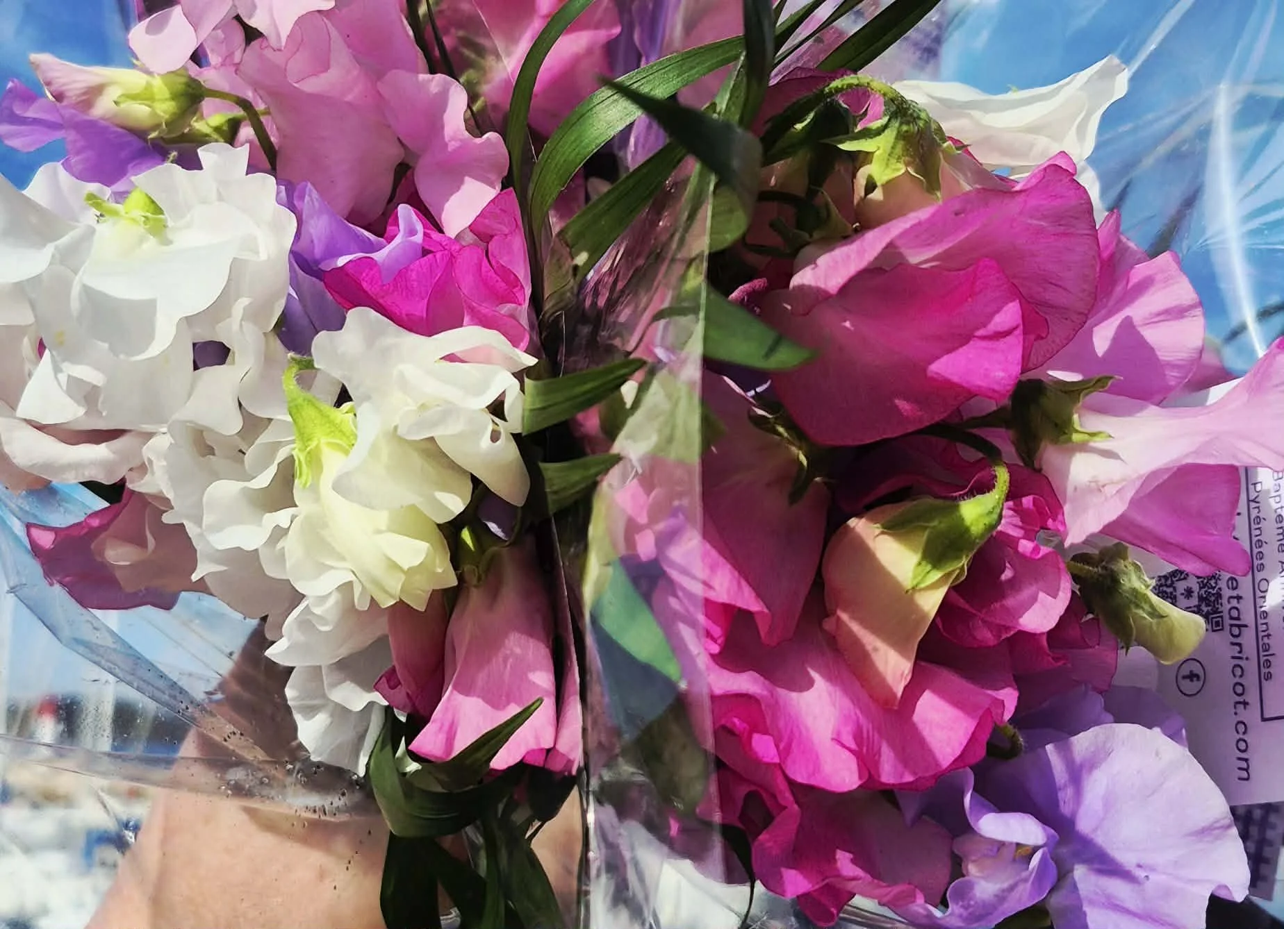 La délicatesse du Pois de Senteur : Un trésor local dans les Pyrénées-Orientales