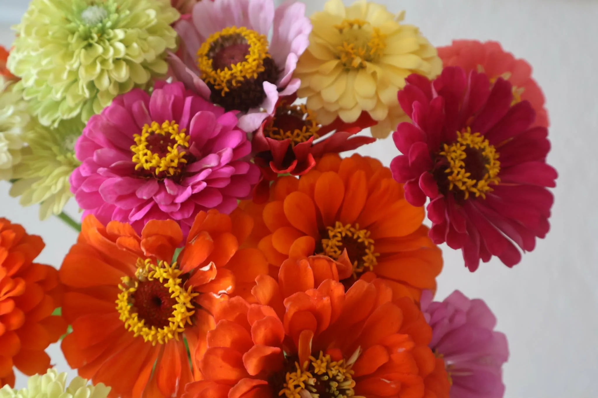 ZINNIA 5 FLORAISON FIN JUILLET.jpg