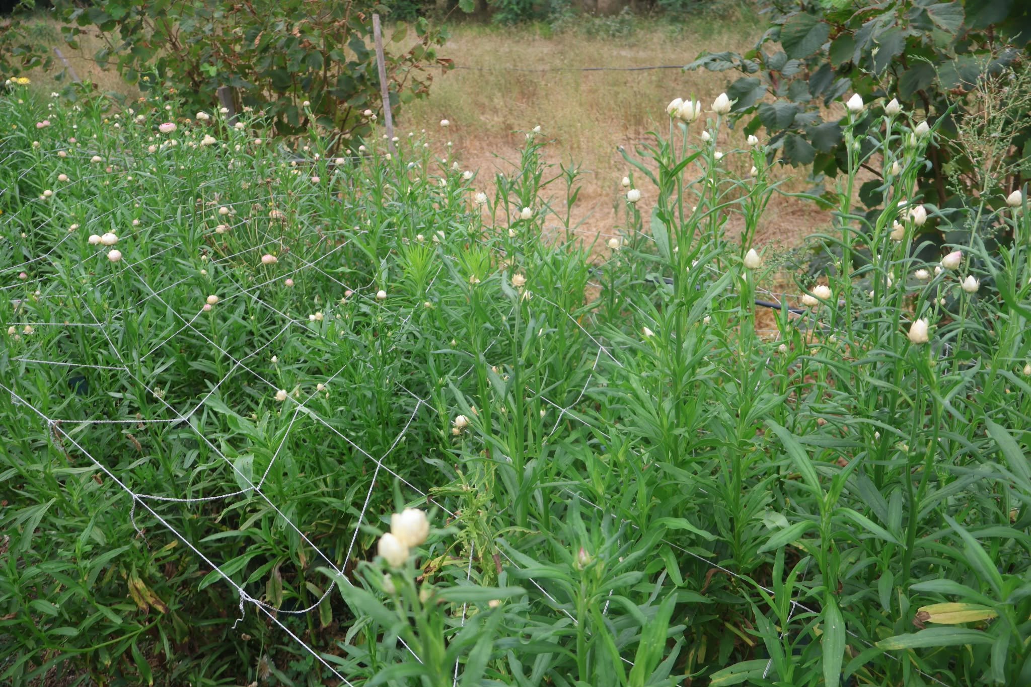 IMMORTELLE ET PLANTATION FERME FLORALE.jpg