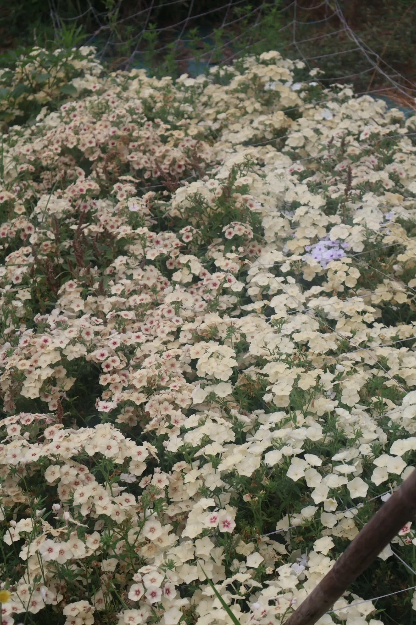 PARTERRE DE FLEURS BLANCHE.jpg