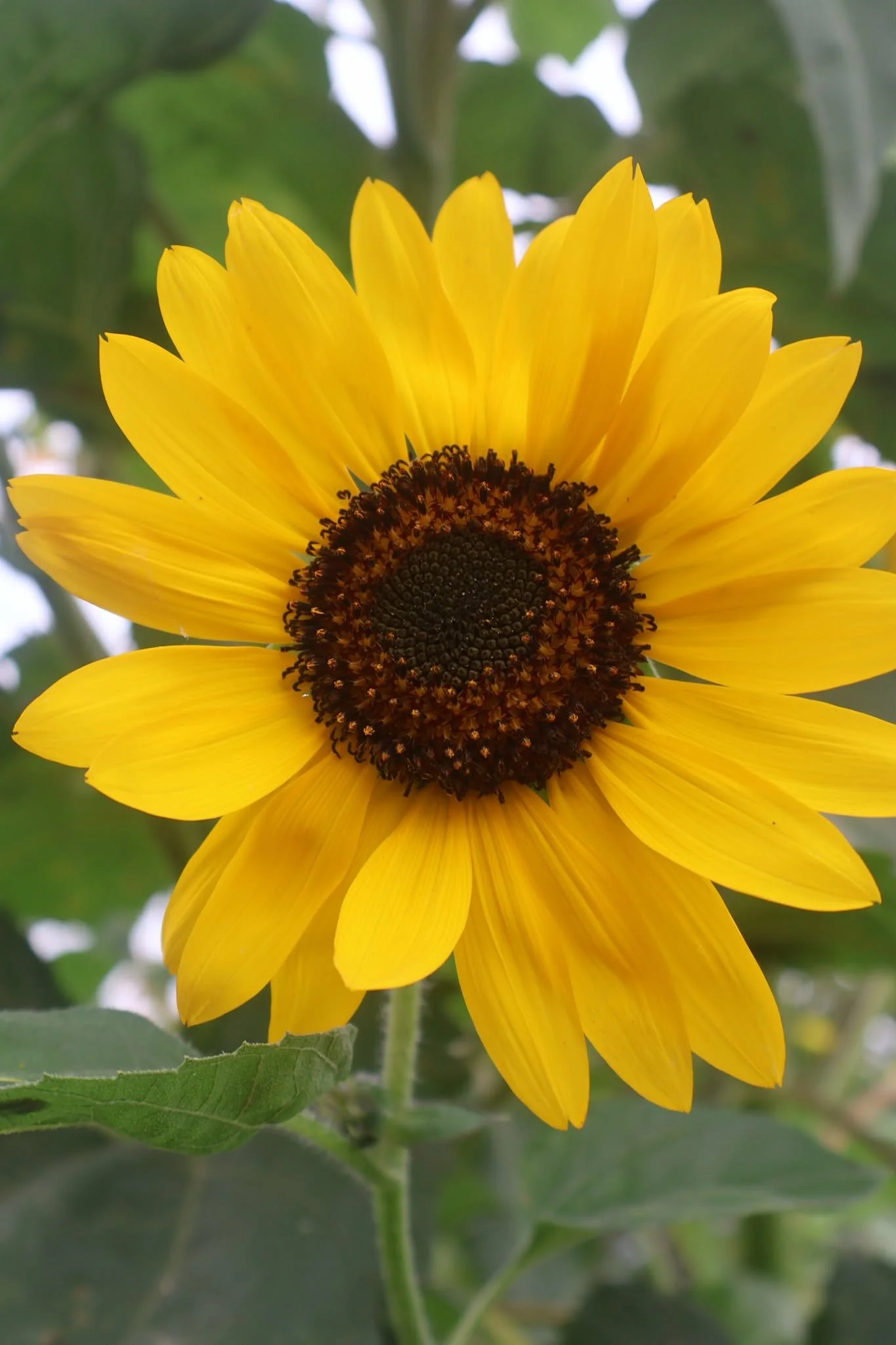 tournesole en fleurs florrissime 66.jpg