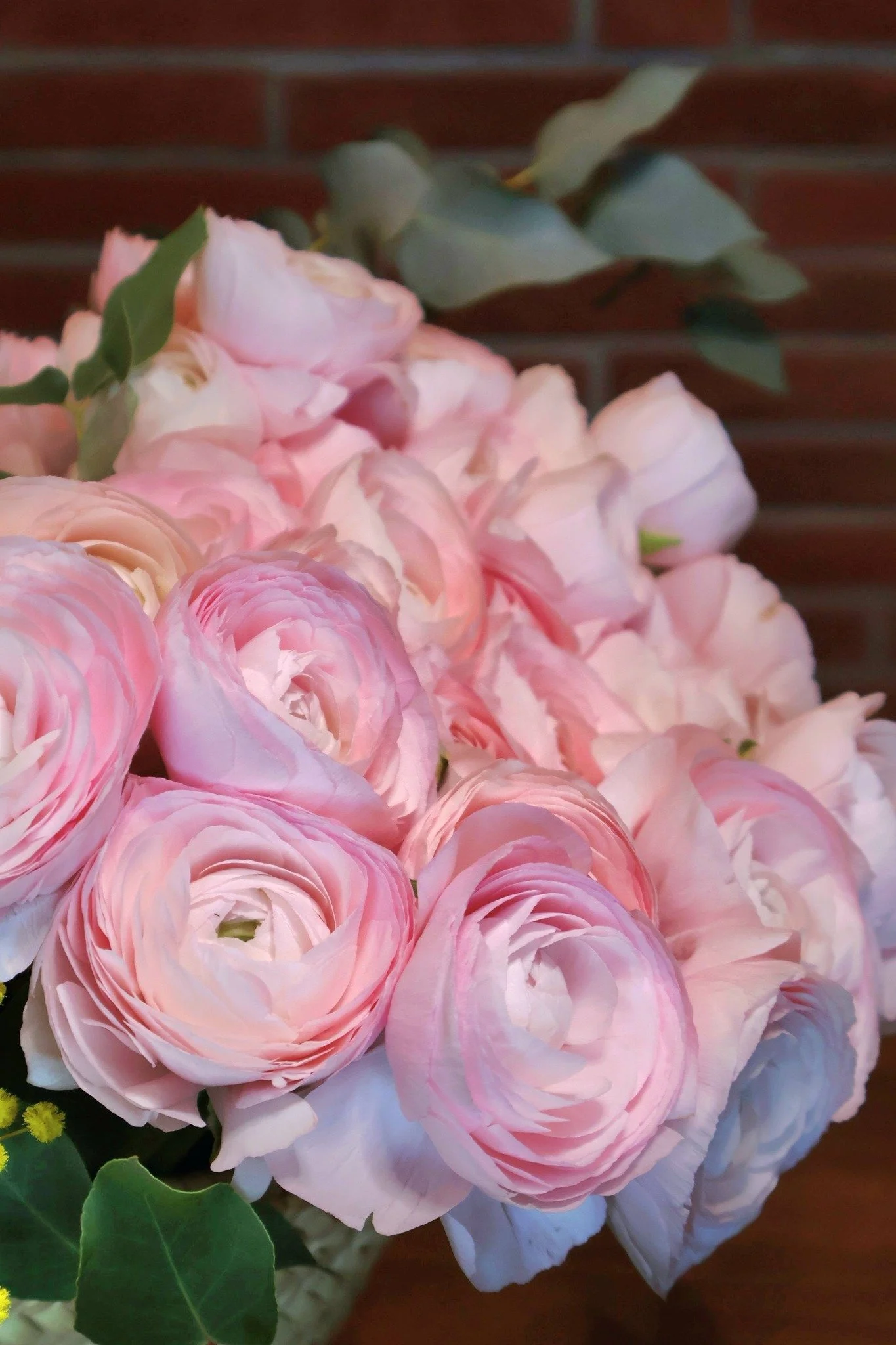 conter fleurettes renoncules violetteetabricot janvier.jpg