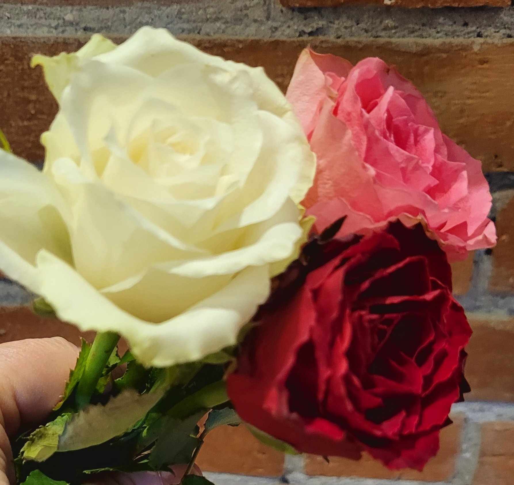 TRIO DE ROSES CARRE.jpg