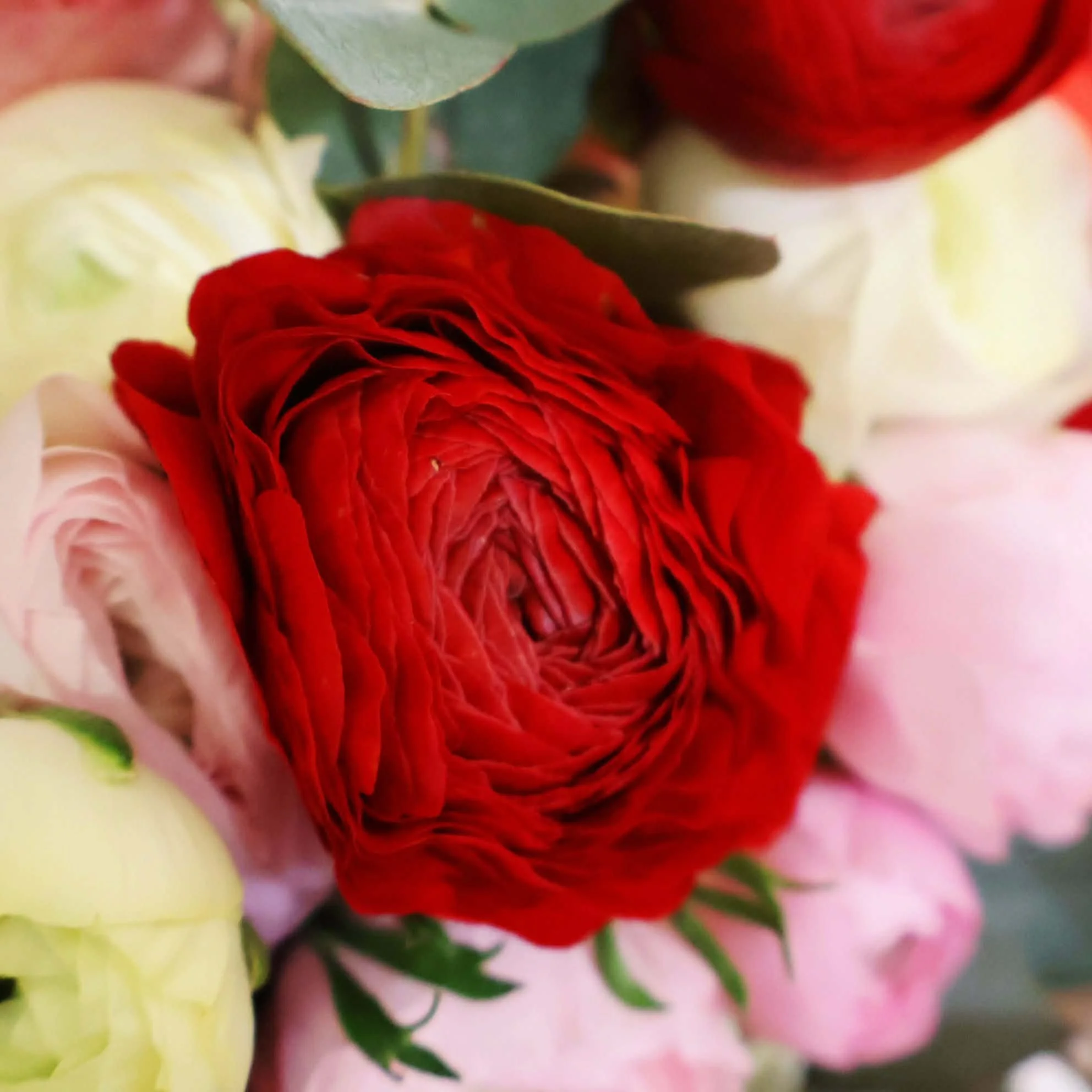 renoncule - rouge - rose - hiver - violette - abricot - banyuls -sur-mer.jpg