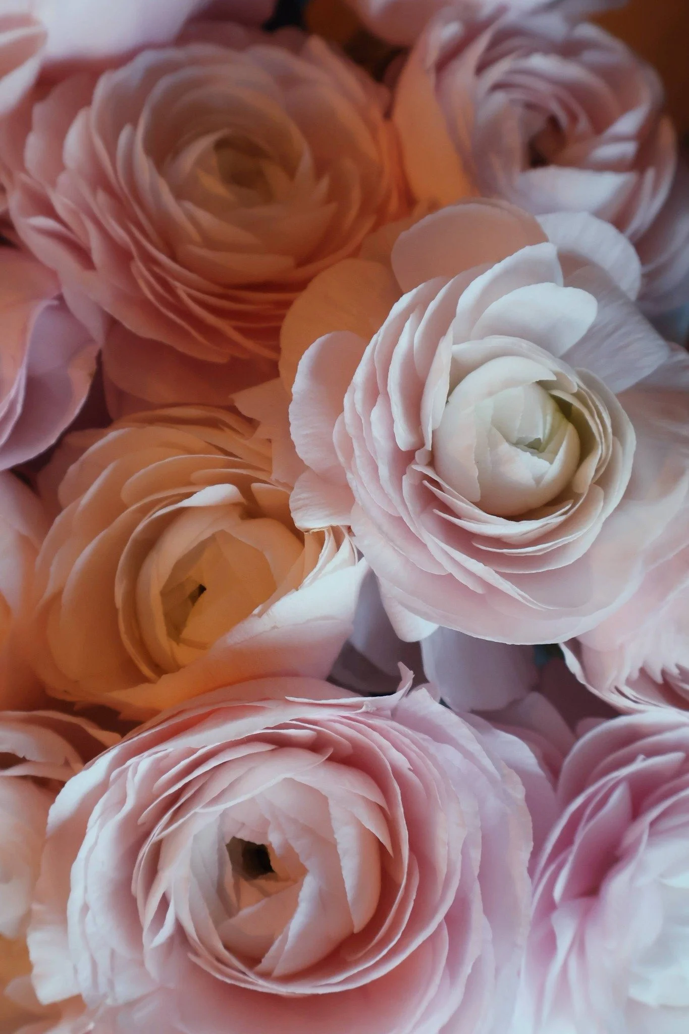 poésie de renoncules violetteetabricot.jpg