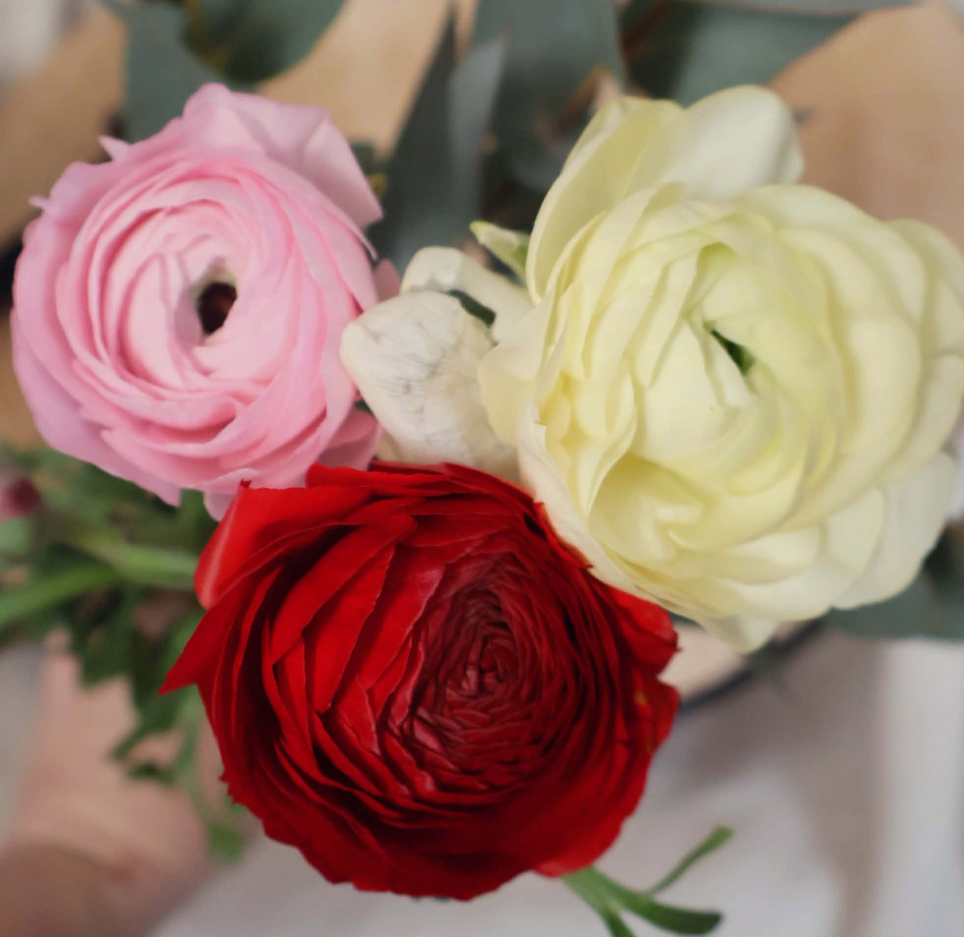 rose - hiver - renoncule - fleur - saison - romantique - violette - abricot.jpg