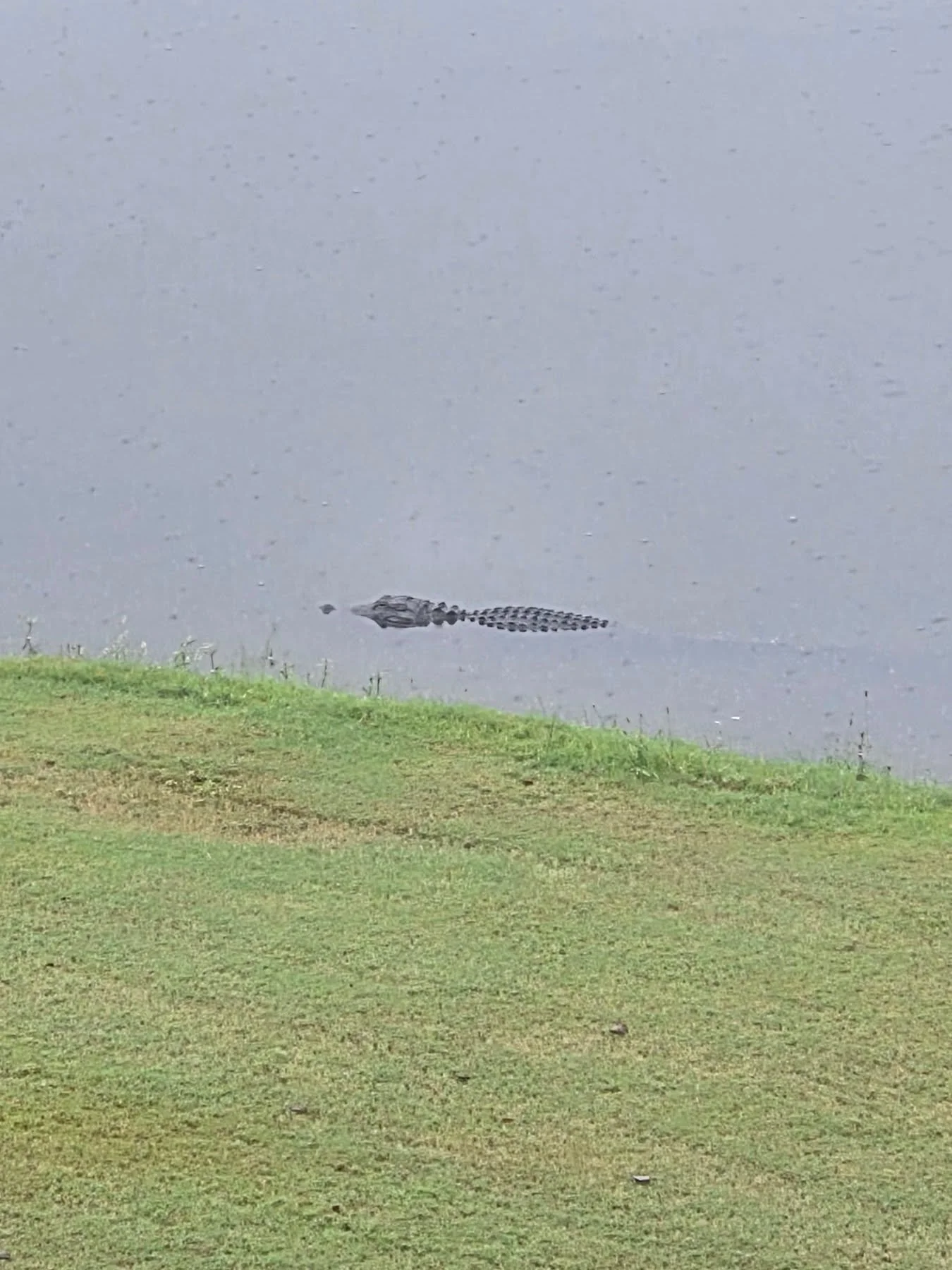 🏌️&zwj;♀️🐊 Never know who&rsquo;s going to join me on a showing! While touring a condo at Crow Creek, I spotted this guy hanging out in the pond.

Meet my new showing agent &mdash; he doesn&rsquo;t say much, but he sure knows how to make an impress