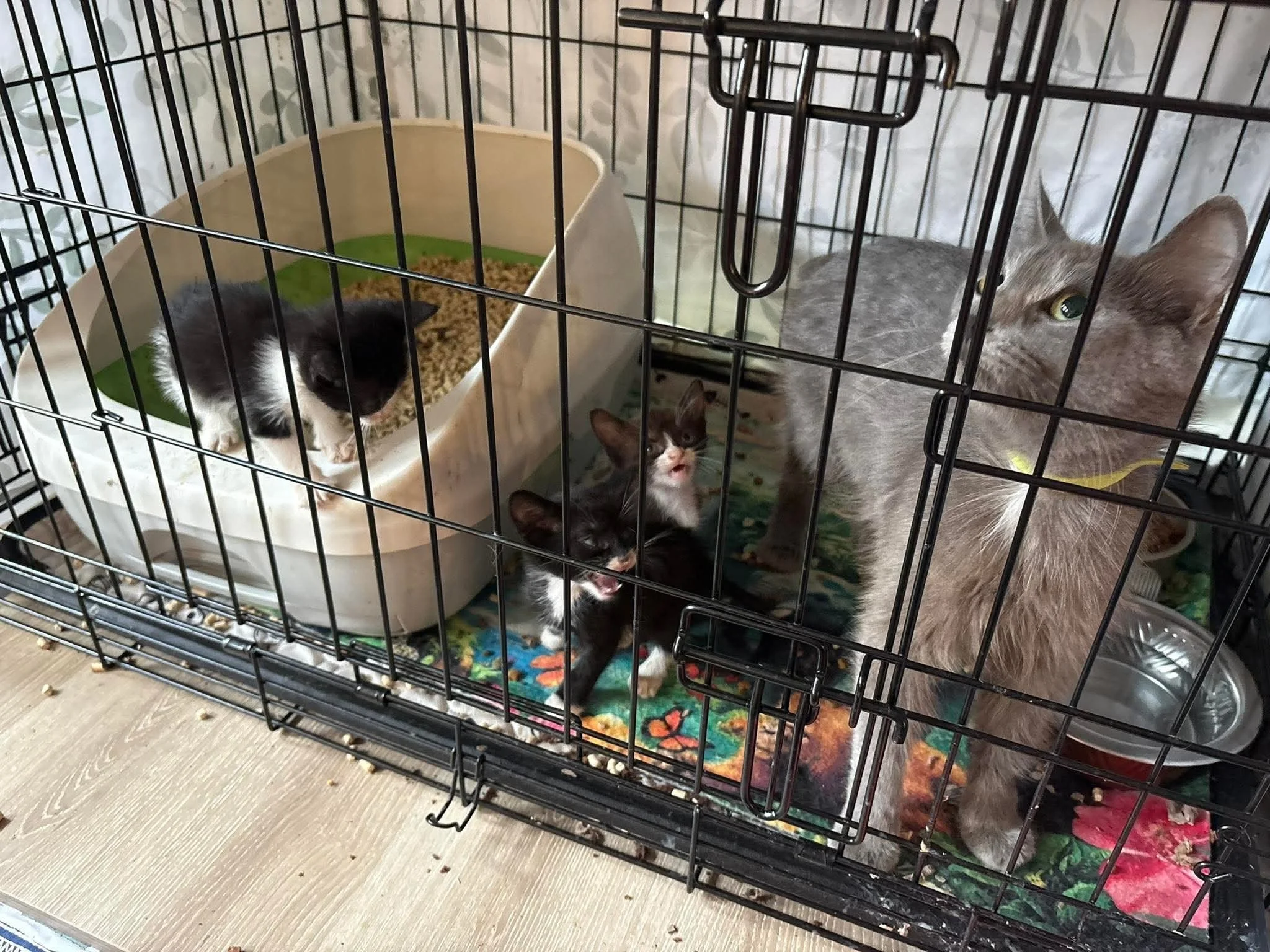 🐾 Urgent Foster Needed! 🐾

A sweet mama cat and three tiny kittens need a safe, loving foster home right away. 💔 My friend&rsquo;s rescue is overflowing, and this little family has nowhere to go.

If you&rsquo;ve ever thought about fostering &mdas
