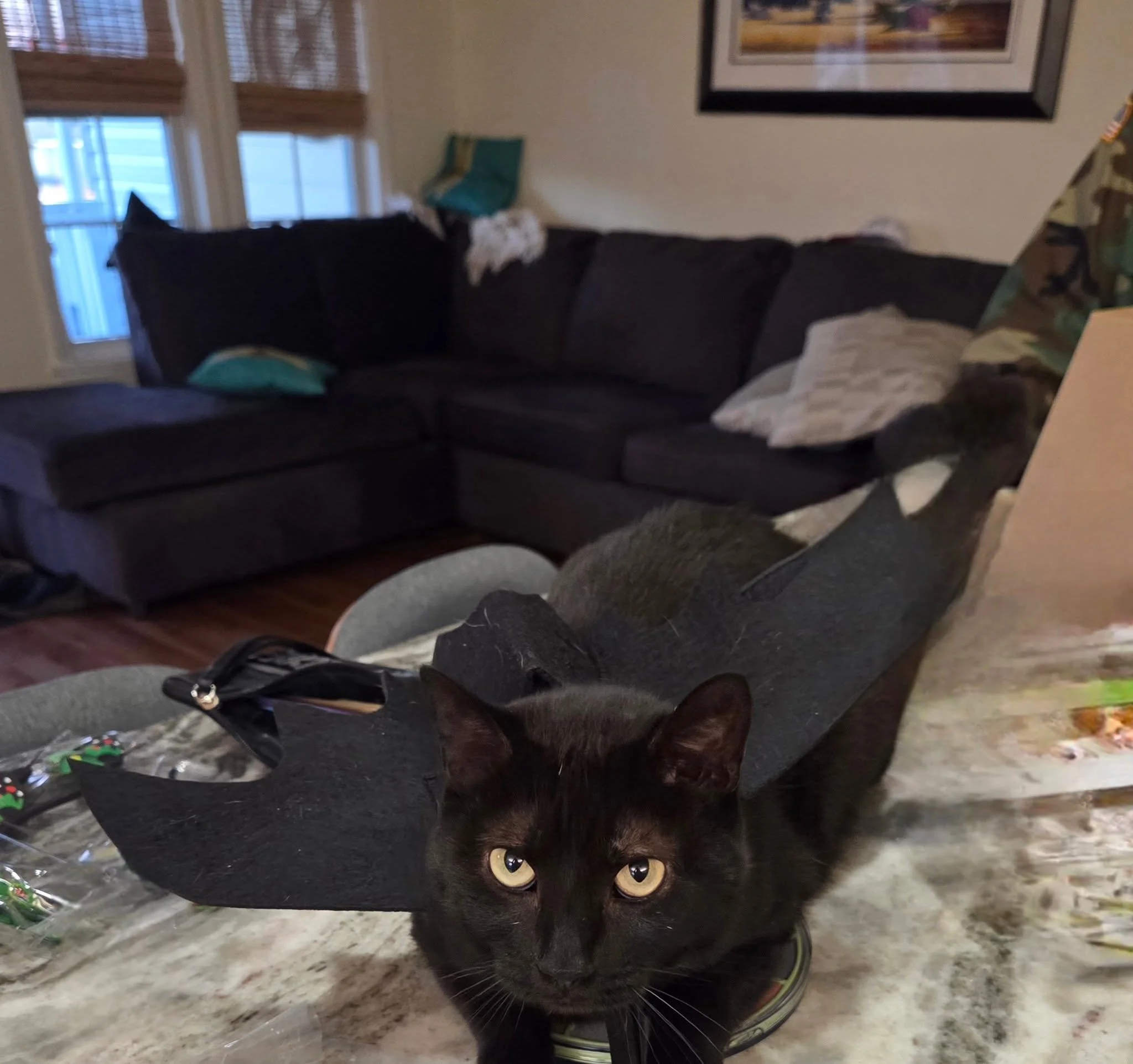 Mouse wouldn't cooperate so Stanford carried the season. 

Happy Halloween from Stan and Mouse!👻🎃
🐈&zwj;⬛🧡🐈&zwj;⬛🧡
#mommyslittlebat #spookyseason