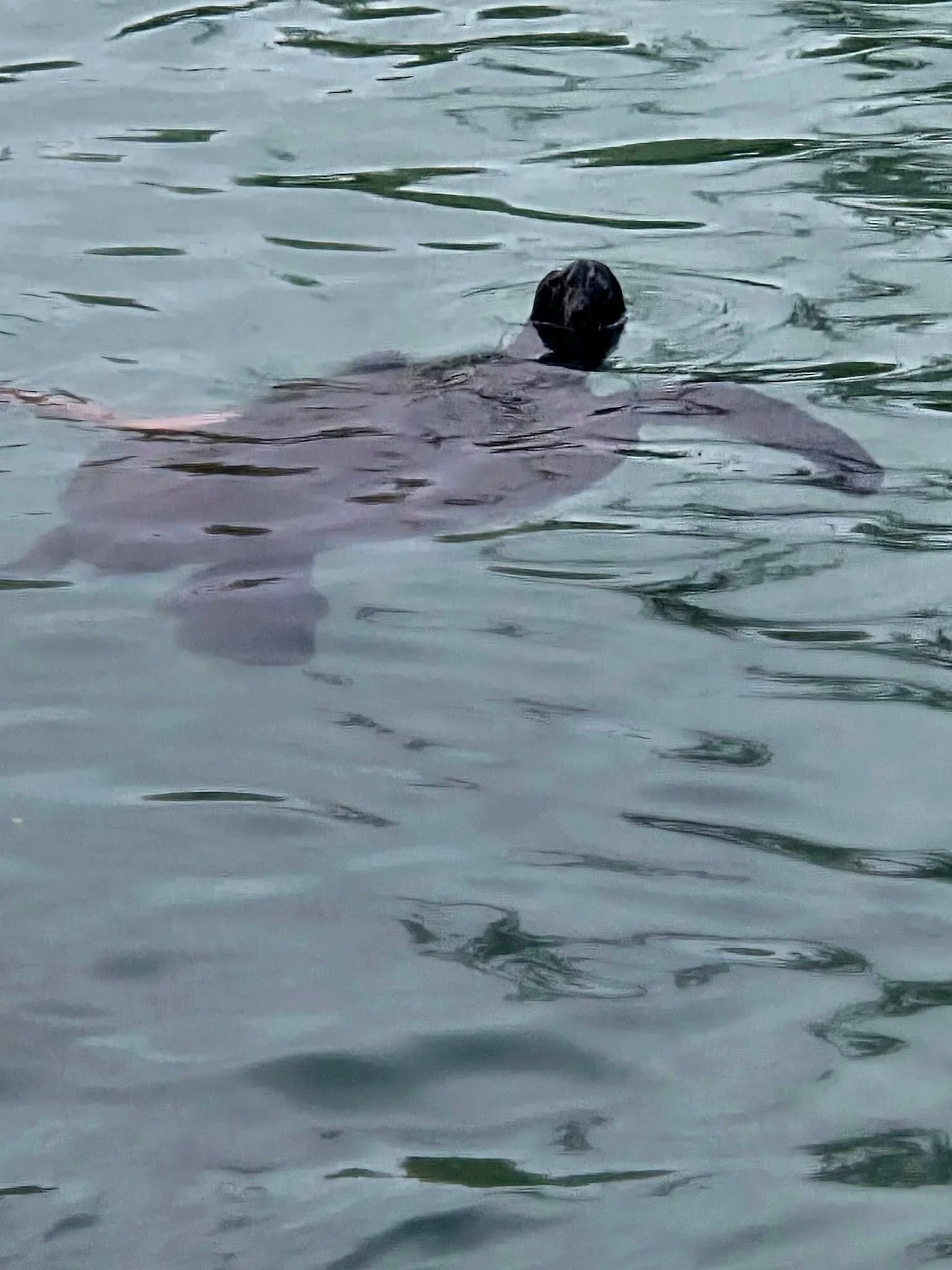 Sea Turtles in Hilo today 🌴🐢💚