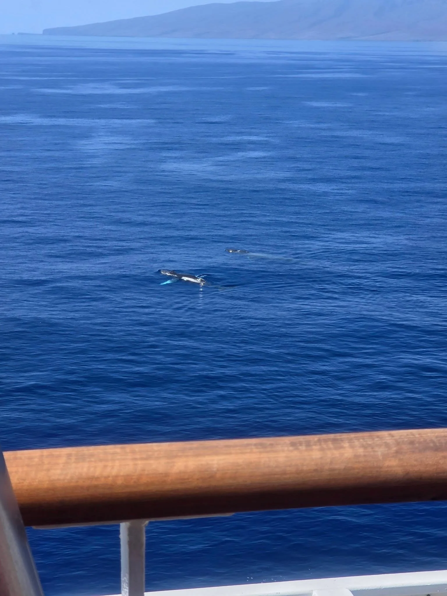 We were unable to dock in Kona on Wednesday due to weather but the whales came to us. They did not disappoint 🐳