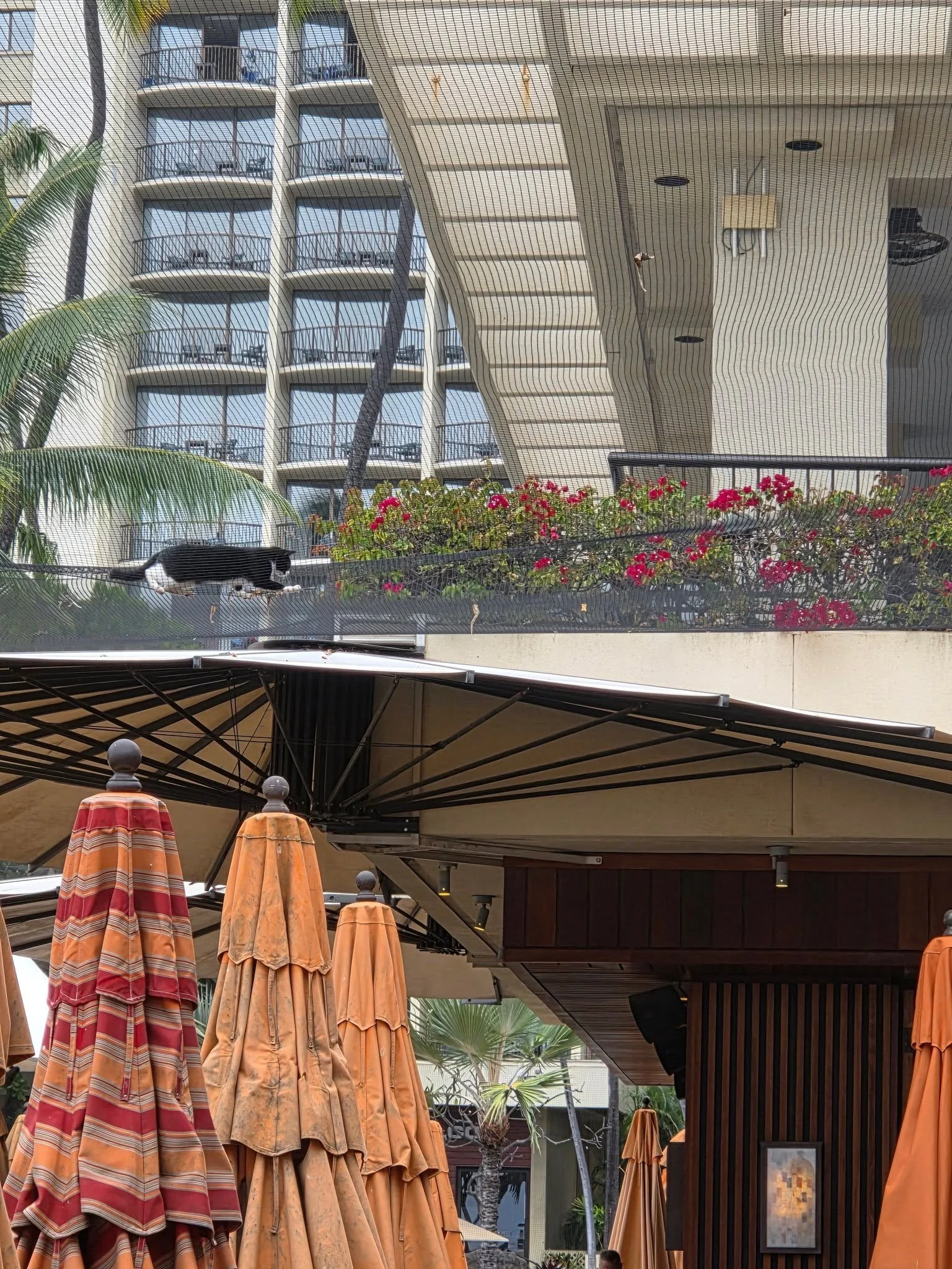 What's the last thing you'd expect to look up and see while having lunch overlooking Waikiki Beach?

He was stalking the birds🤣🐈&zwj;⬛🐦