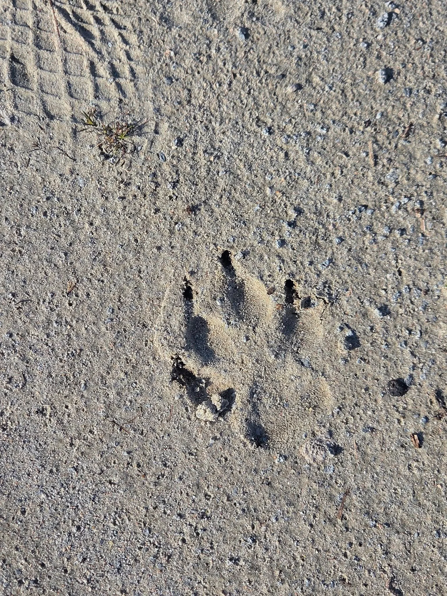 Today&rsquo;s land showing was one for the books. 🐾

About 30 minutes from the beach&hellip; out where it gets quiet, the roads get rural, and you can actually hear the wind in the trees.

We&rsquo;re walking the property, talking through ideas &mda