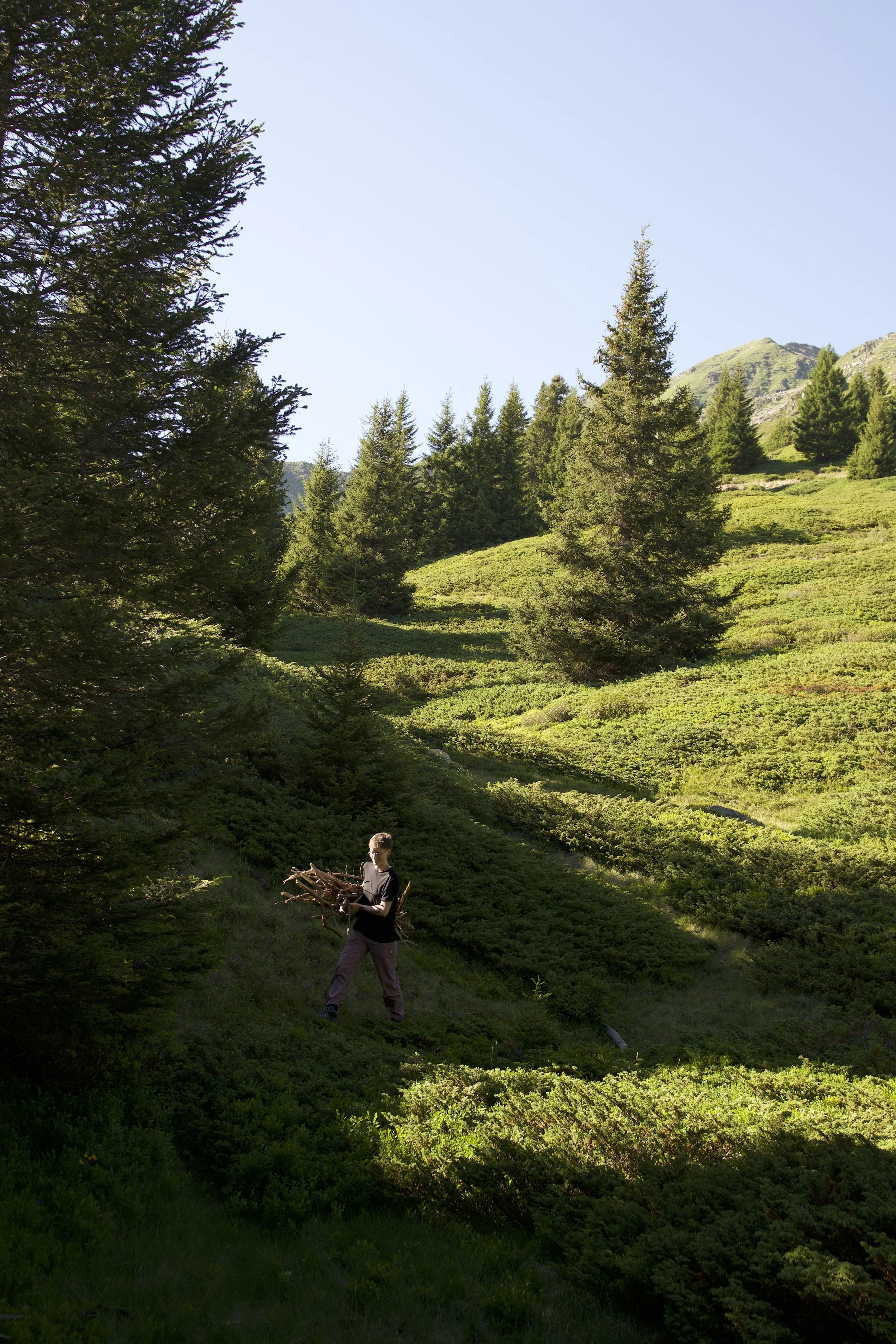 Junge Person in einem grünen, bewaldeten Hügelgebiet hält einen kleinen Baumstamm in den Händen.