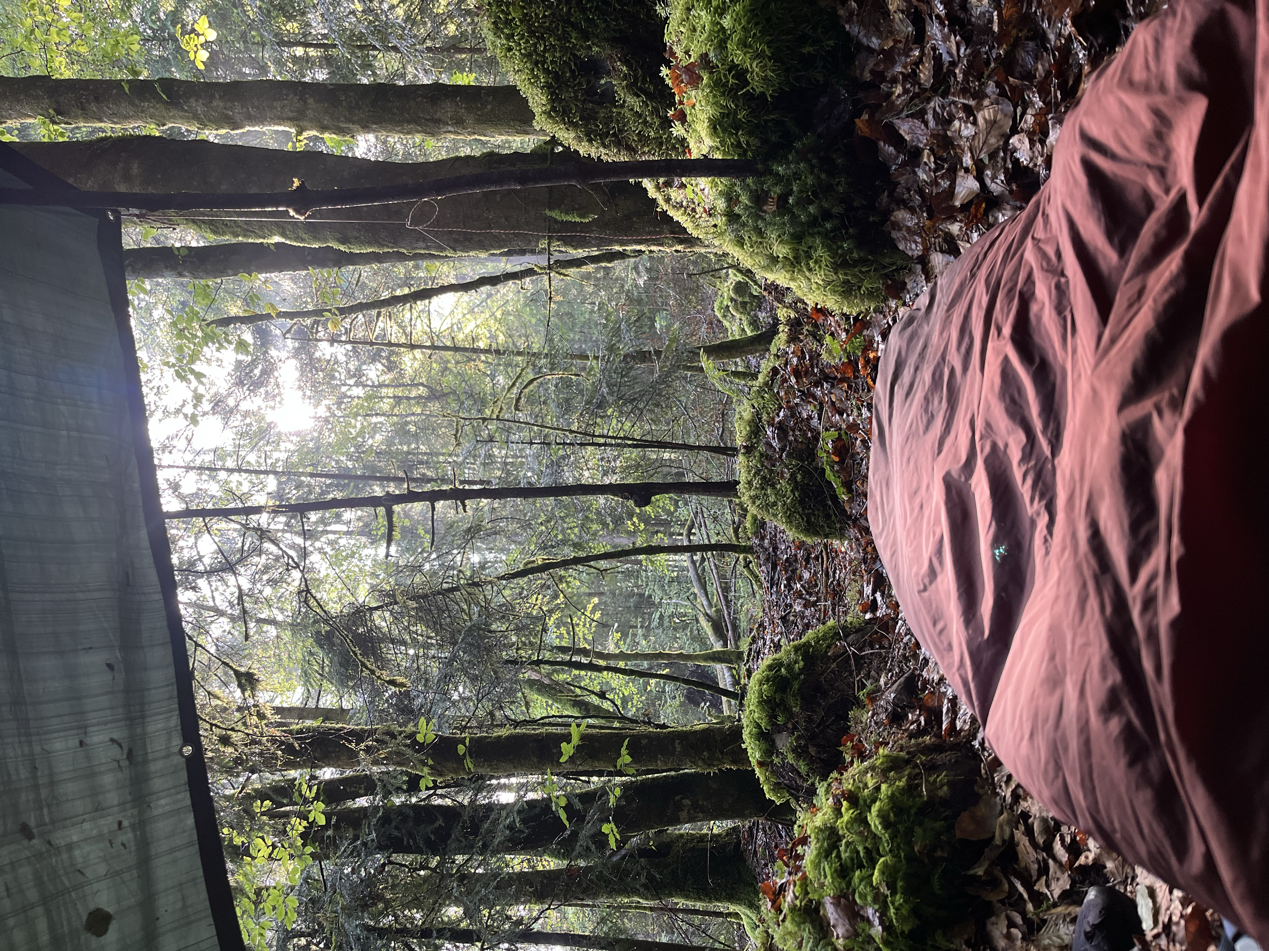 Blick aus einem Zelt im Wald, mit einem roten Schlafsack im Vordergrund, umgeben von Moos und Laub, im Hintergrund Bäume und Sonnenlicht zwischen den Ästen.