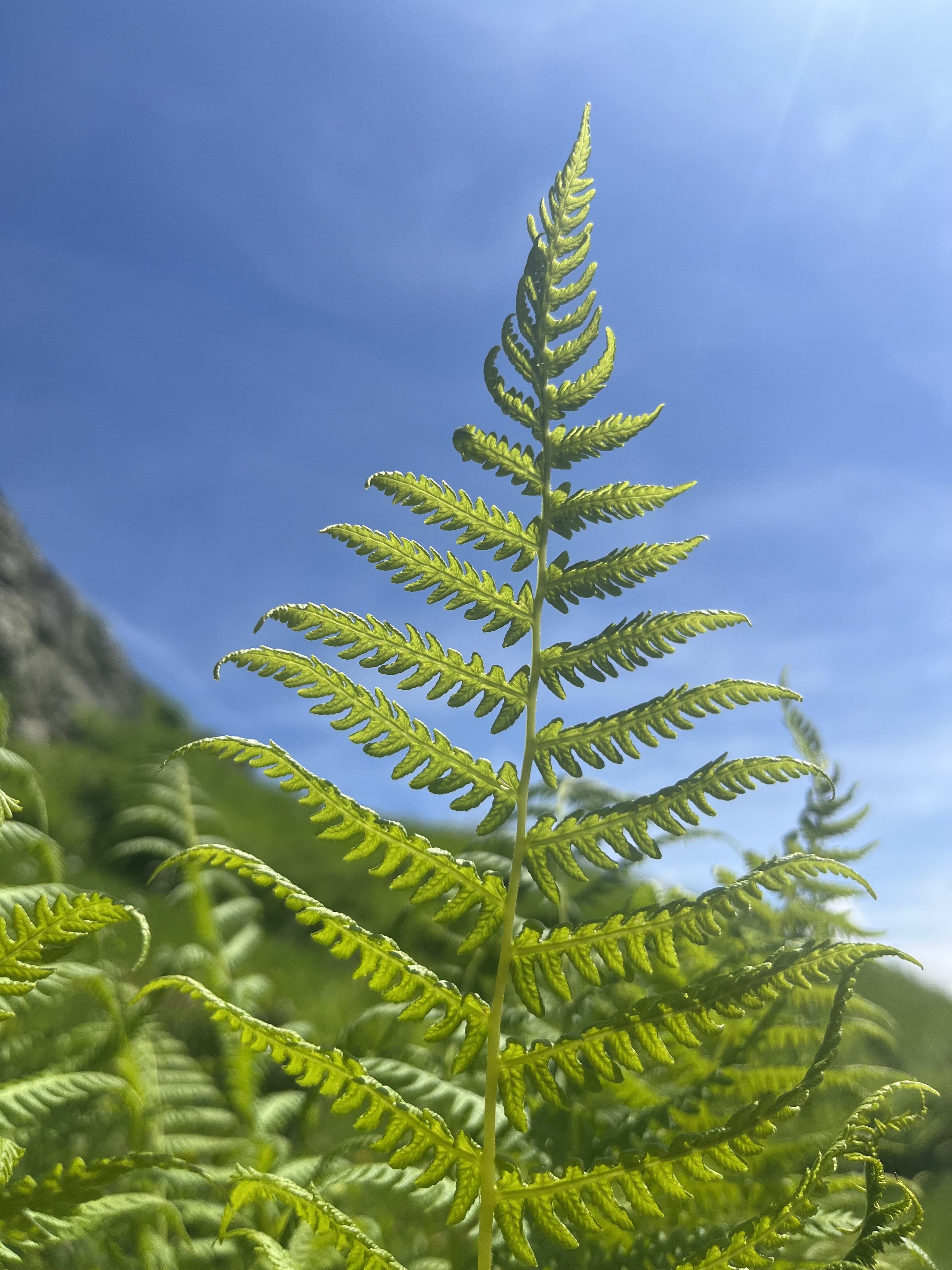 Nahaufnahme eines grünen Farnblattes gegen blauen Himmel, Sonnenlicht durchscheint.