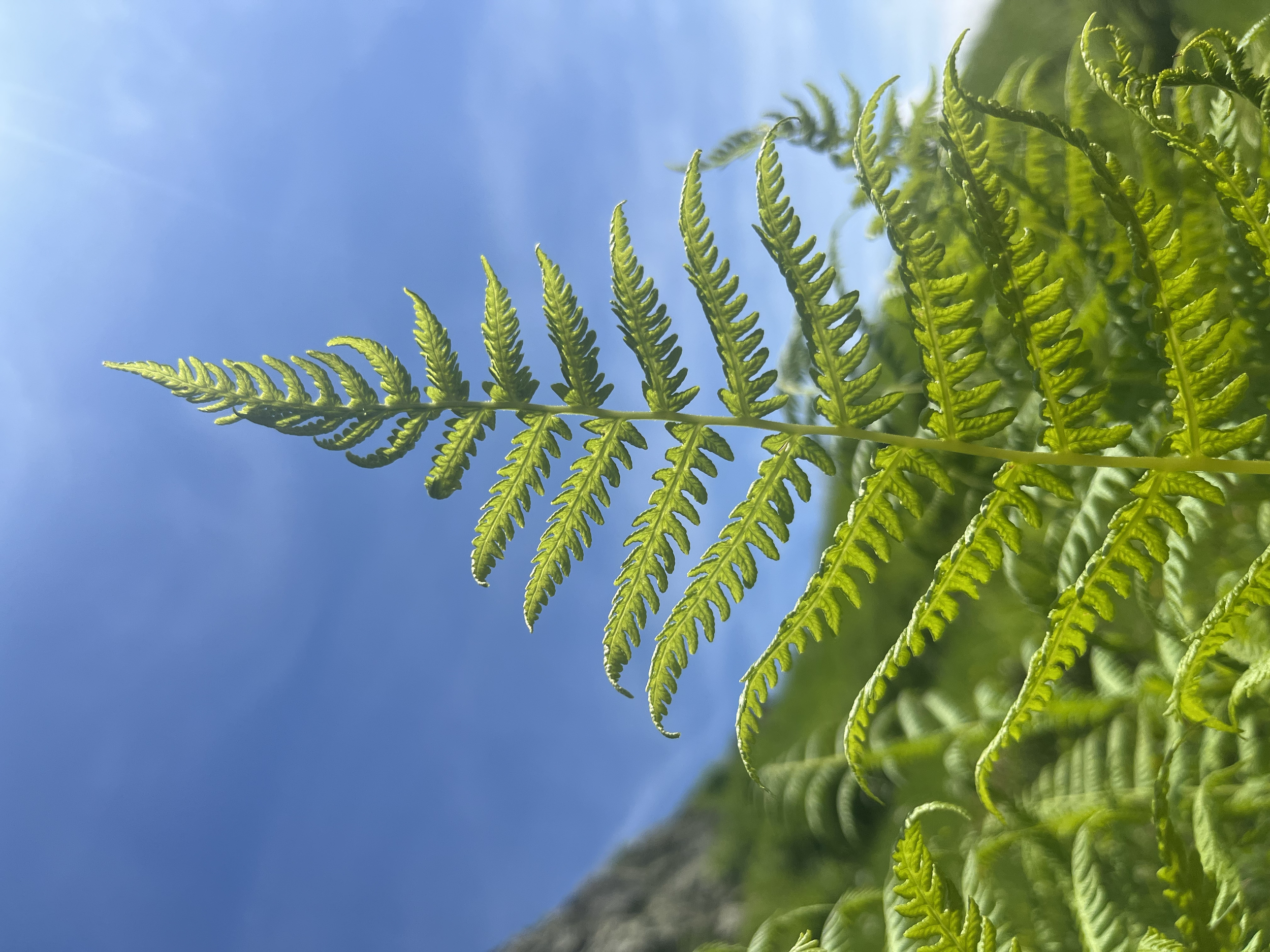 Grüner Farn vor blauem Himmel an einem sonnigen Tag.