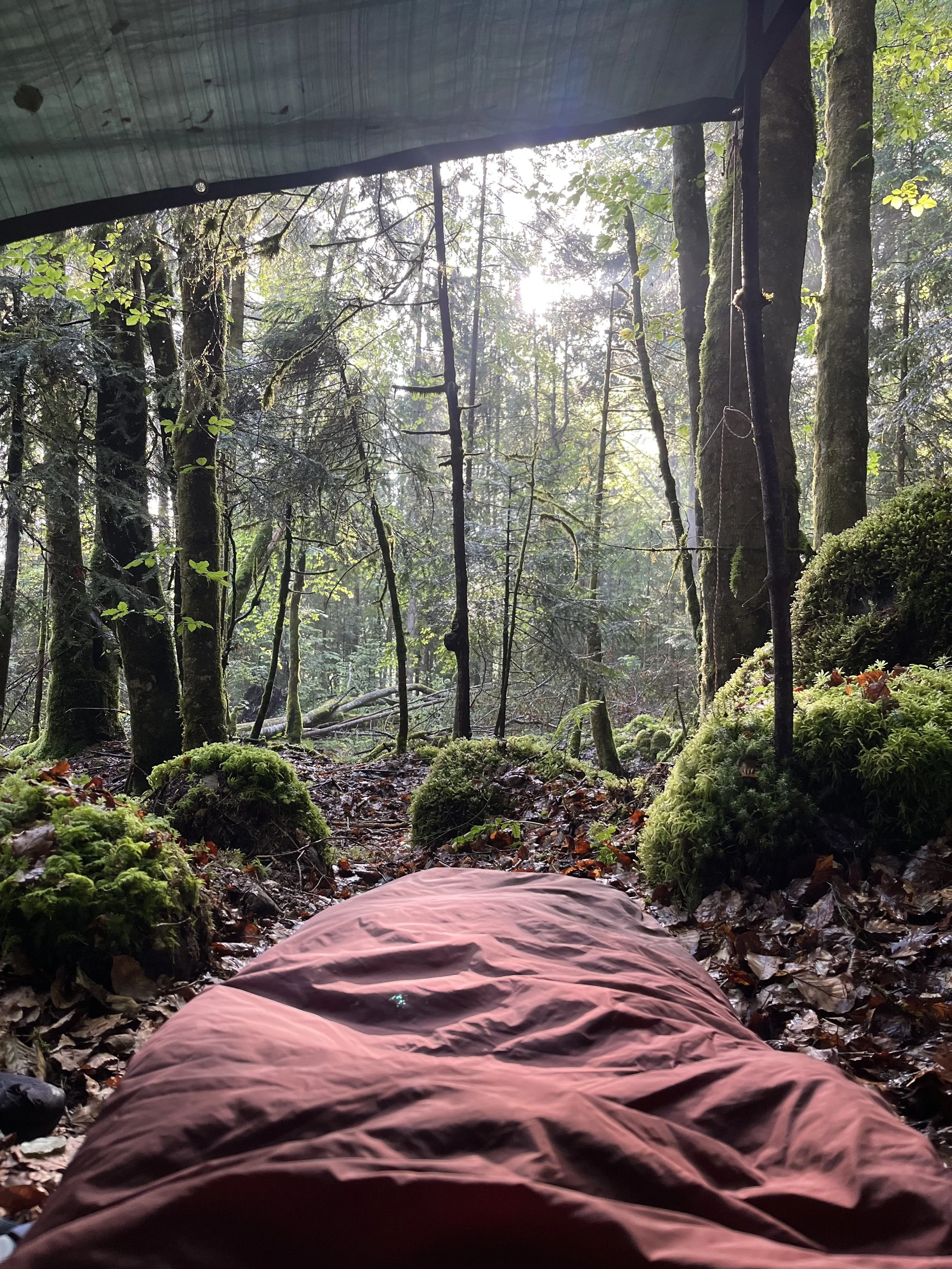 Innenansicht eines Zelts im Wald, Blick nach vorne auf moosbedeckte Bäume und Sonnenlicht durch das Blätterdach.