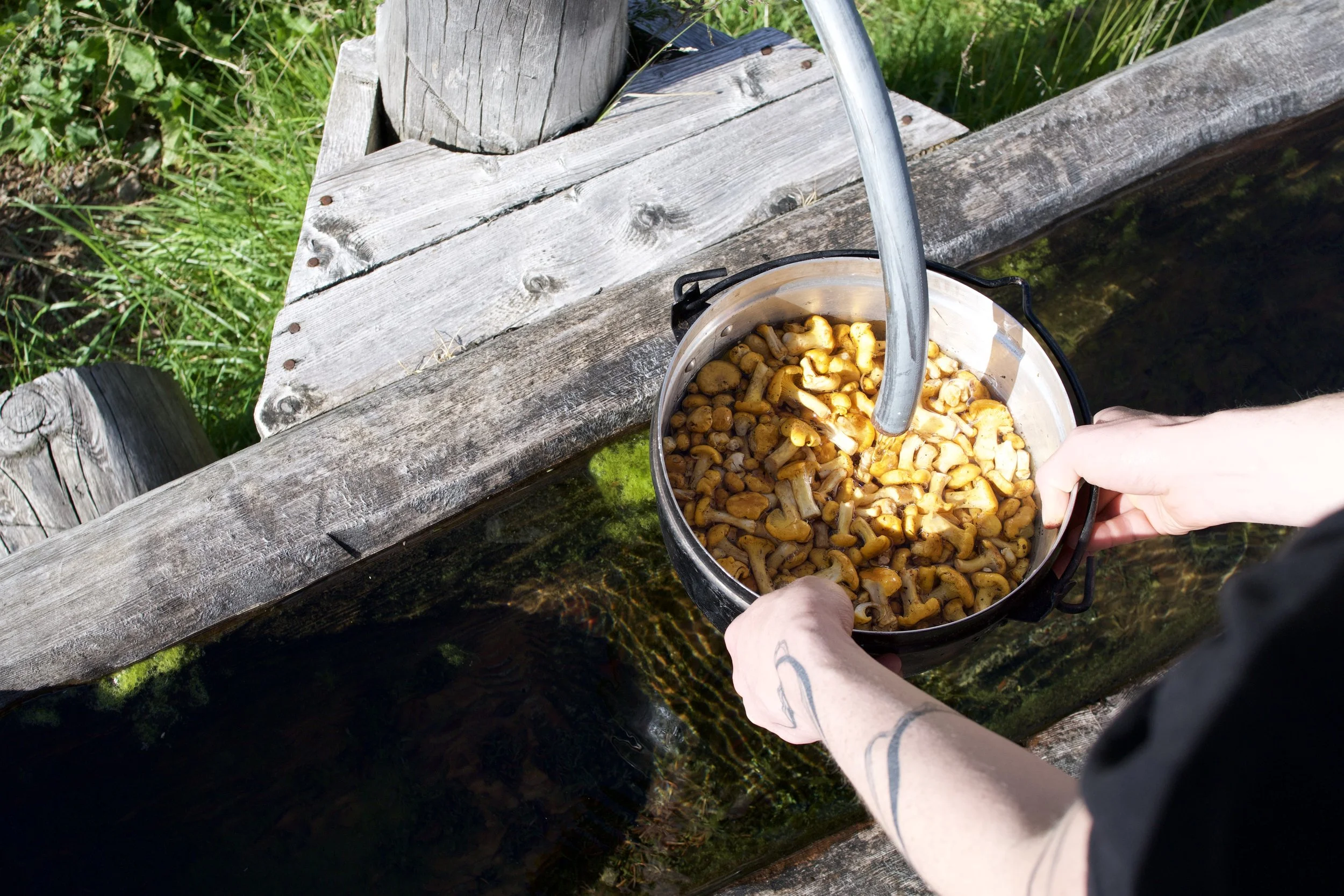Person hält einen Eimer voll herbstlicher Pilze über einen Bach auf einem Holzsteg.