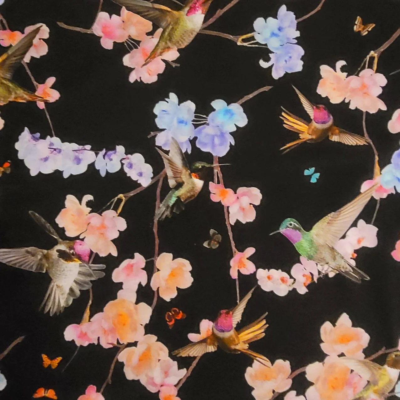 Kollibries.jpg (Kopie) (Kopie) (Kopie)