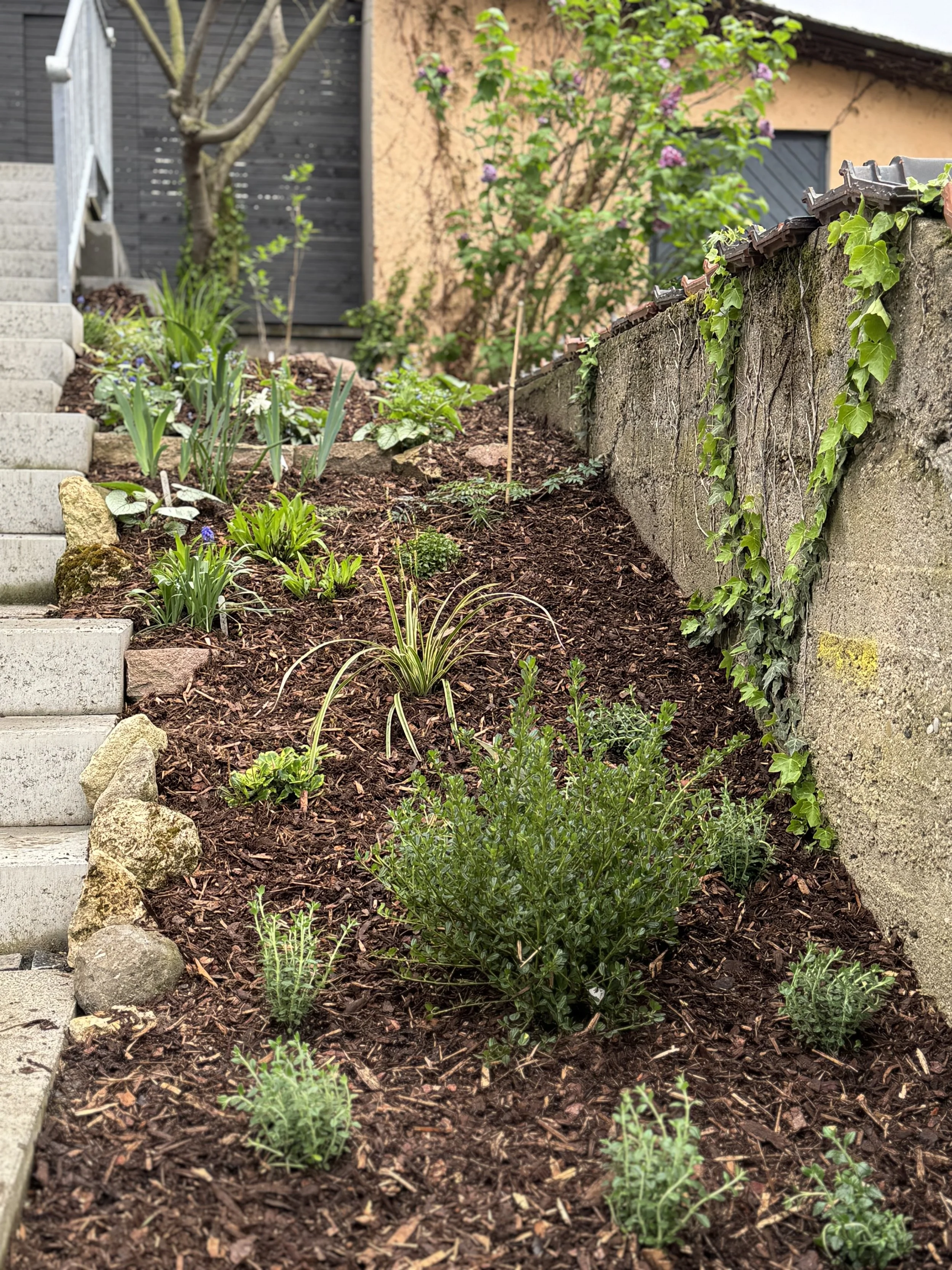 Garten mit verschiedene grüne Pflanzen und einem knorrigen Baum im Hintergrund, umgeben von einer Steinmauer und Betonstufen.